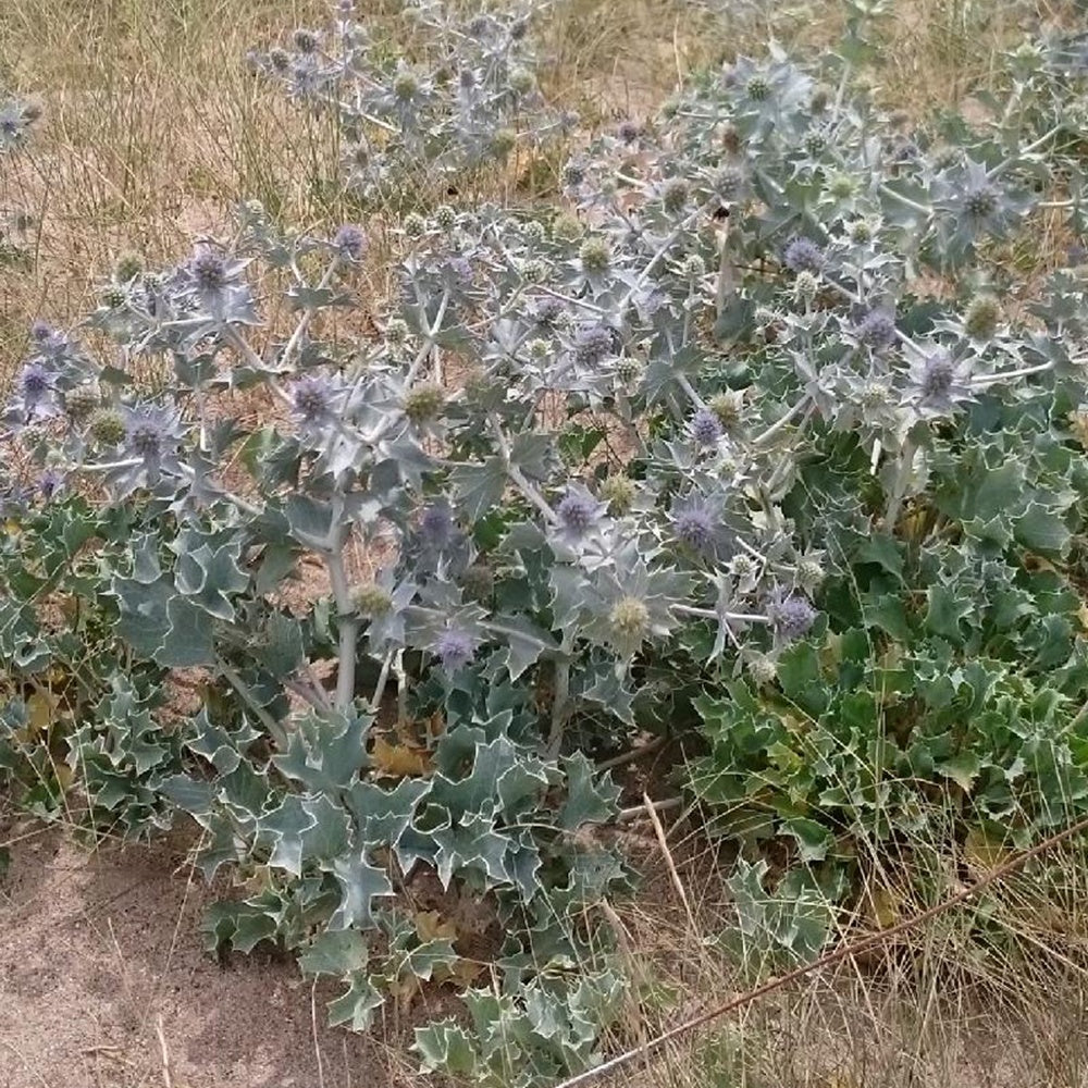 Stranddistel - Image 4