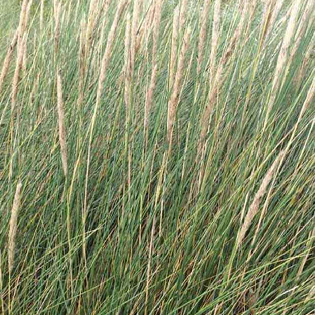 Strandhafer - Image 3