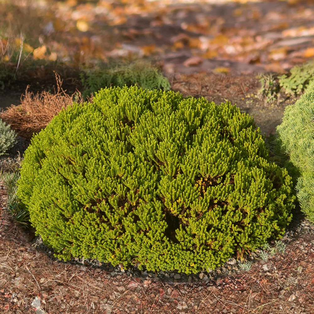 Strauch-Ehrenpreis ‘Emerald Green’ - Image 3