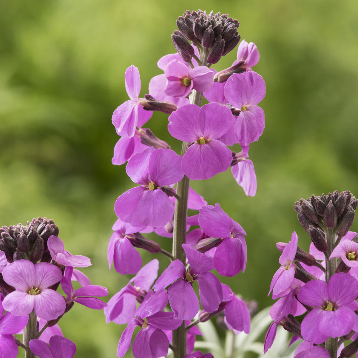 Strauch-Goldlack ‘Bowles Mauve’ - Image 3