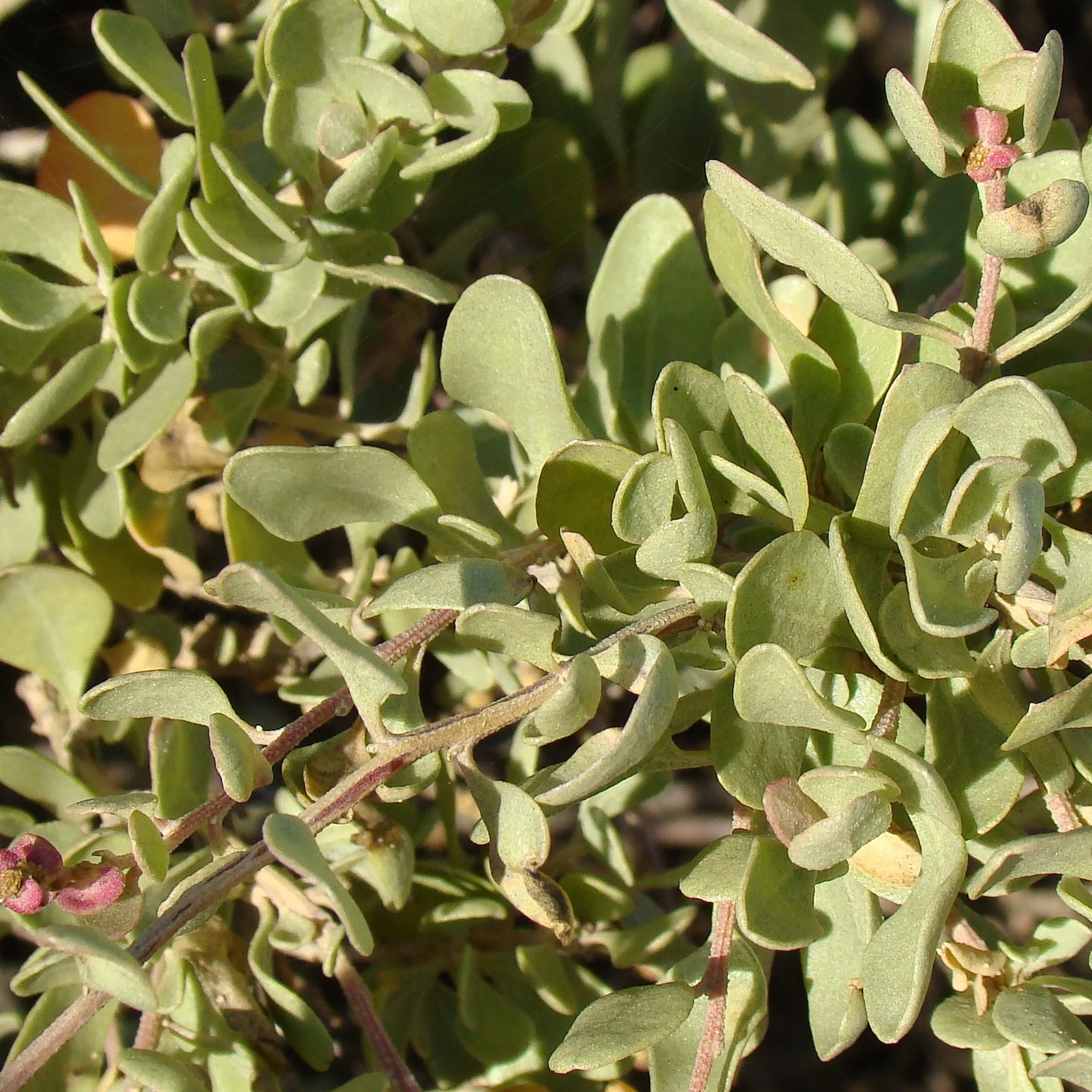 Strauch-Melde - Image 3