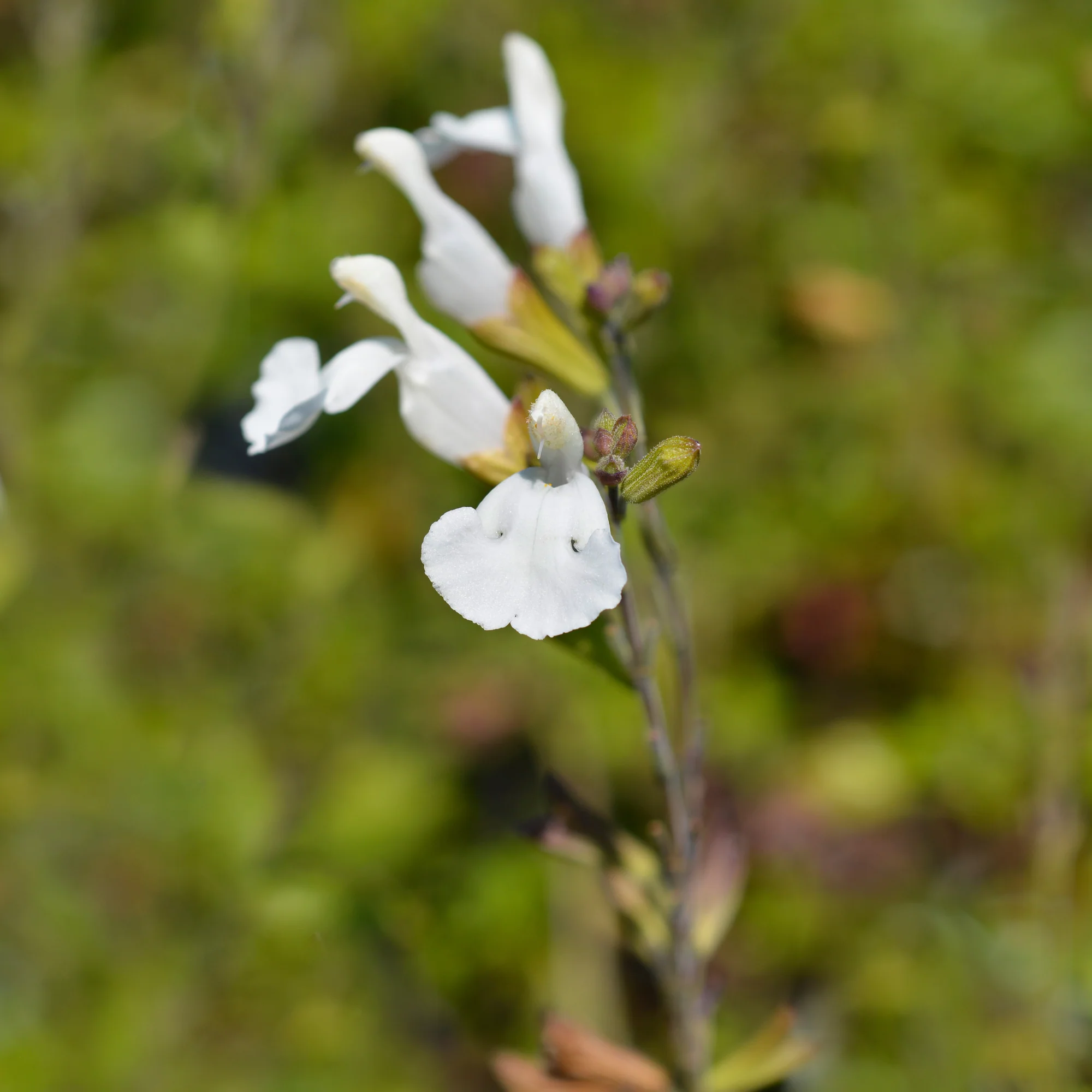 Strauch-Salbei Gletsjer - Image 2