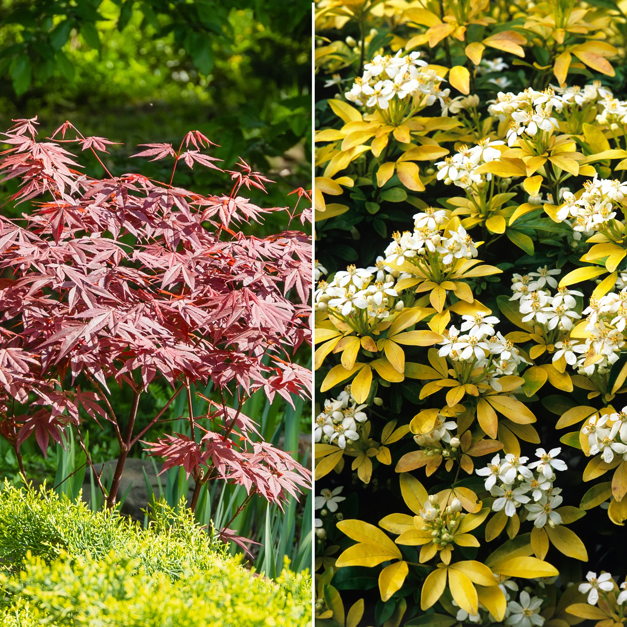 Sträucher-Kollektion Fächerahorn purpur & Gold-Orangenblume (x2)