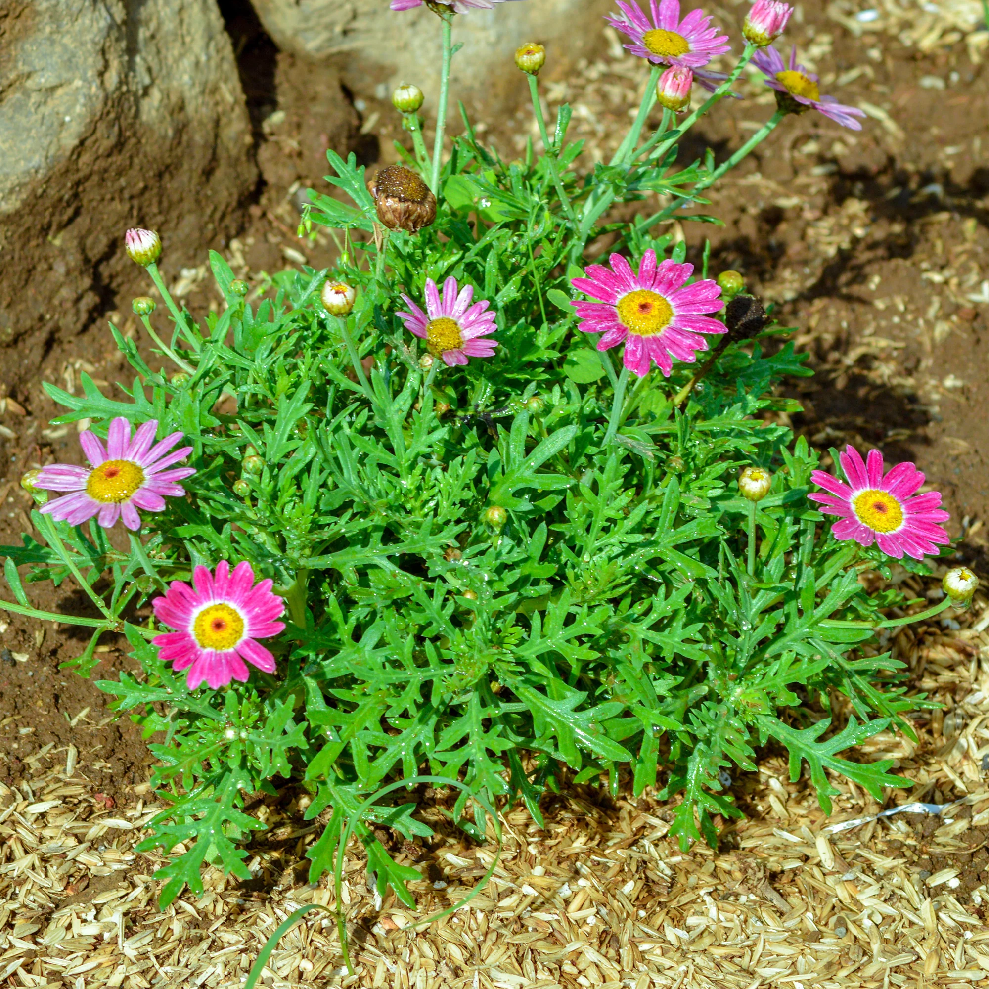 Strauchmargerite 'Grandaisy Pink Tourmaline'®