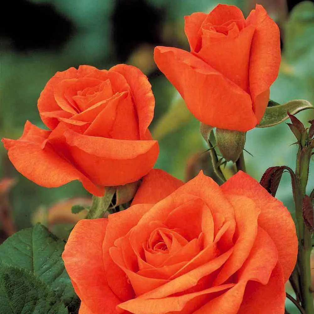 Strauchrose Doris Tysterman - Image 2