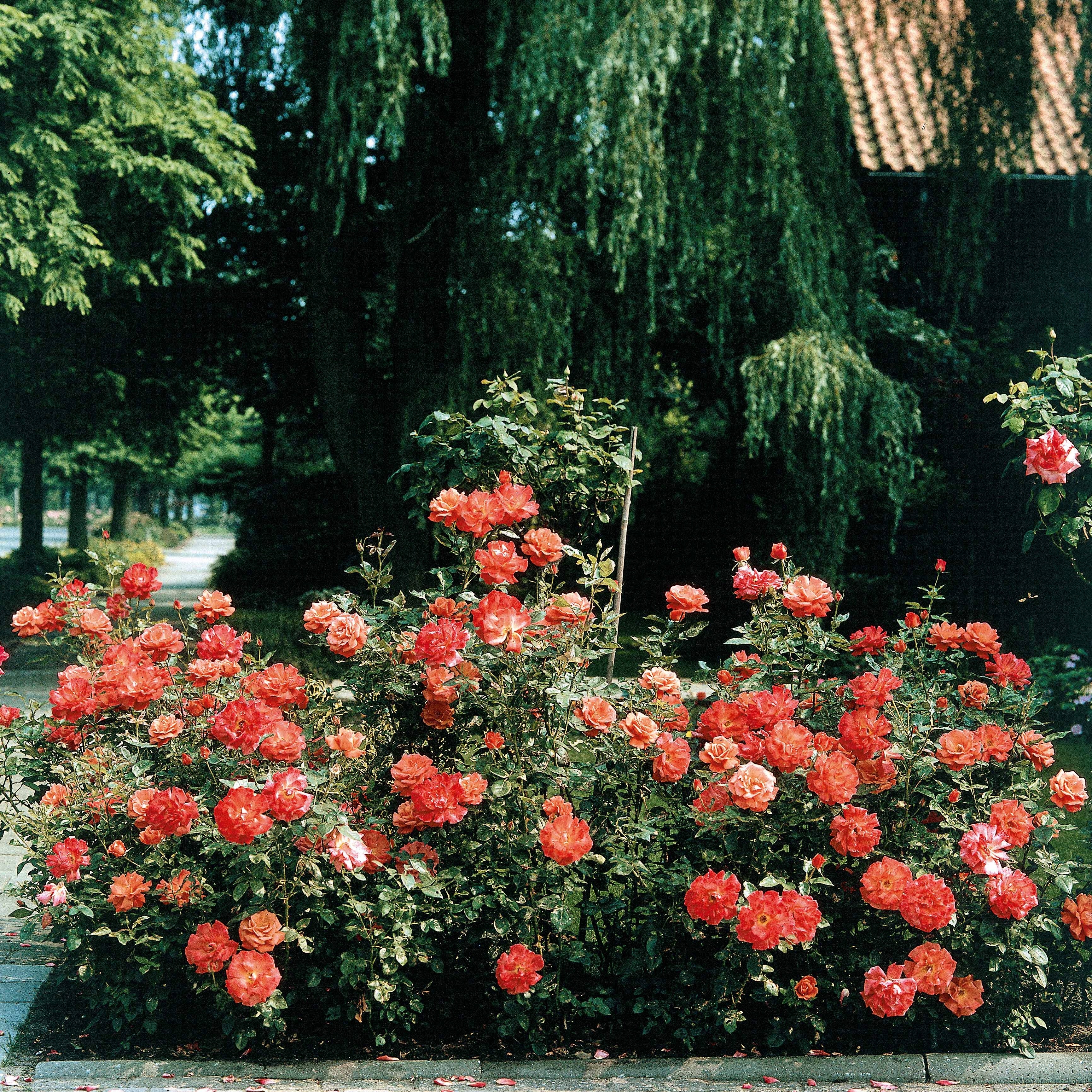 Strauchrose Doris Tysterman - Image 3
