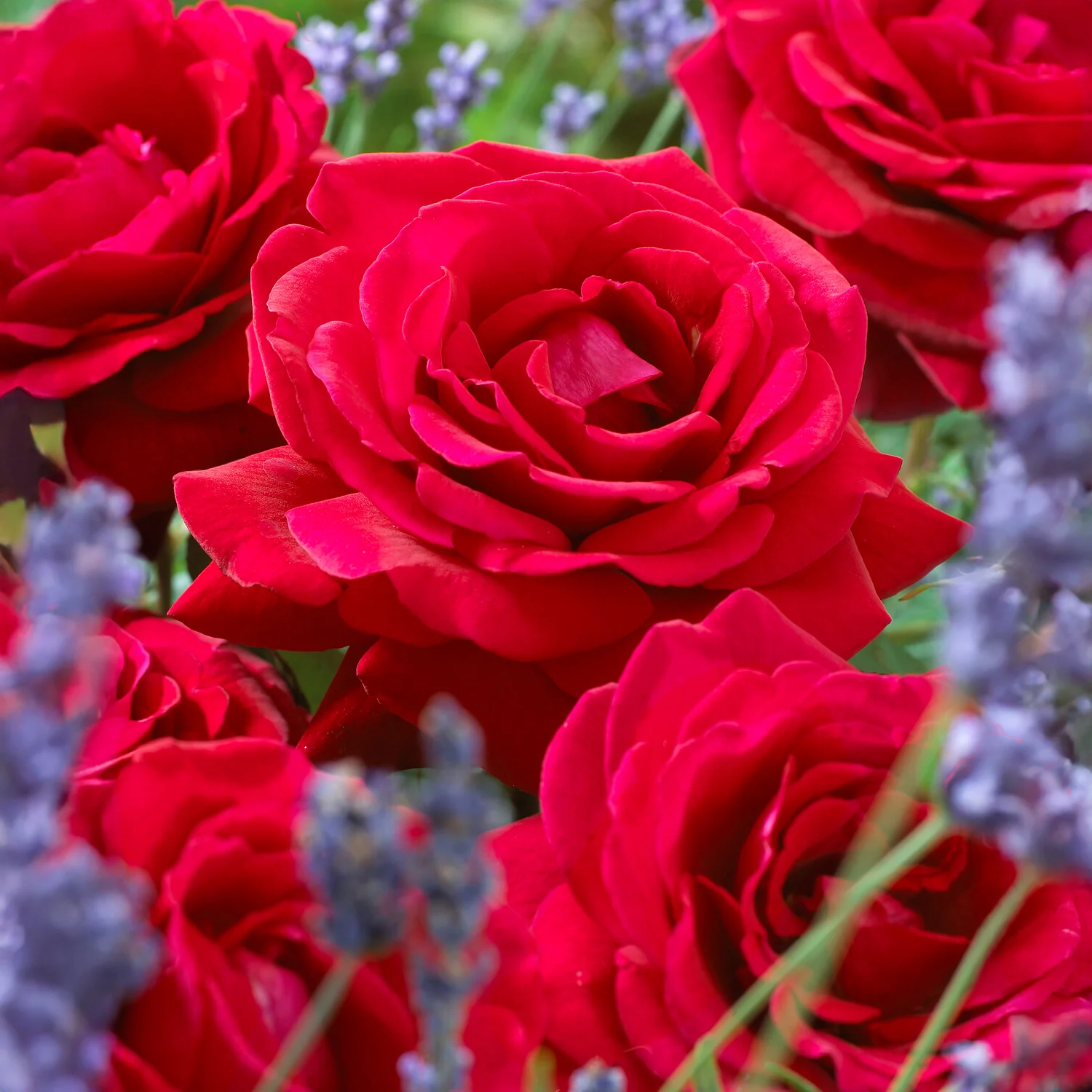 Strauchrose Duftzauber 84 - Image 2