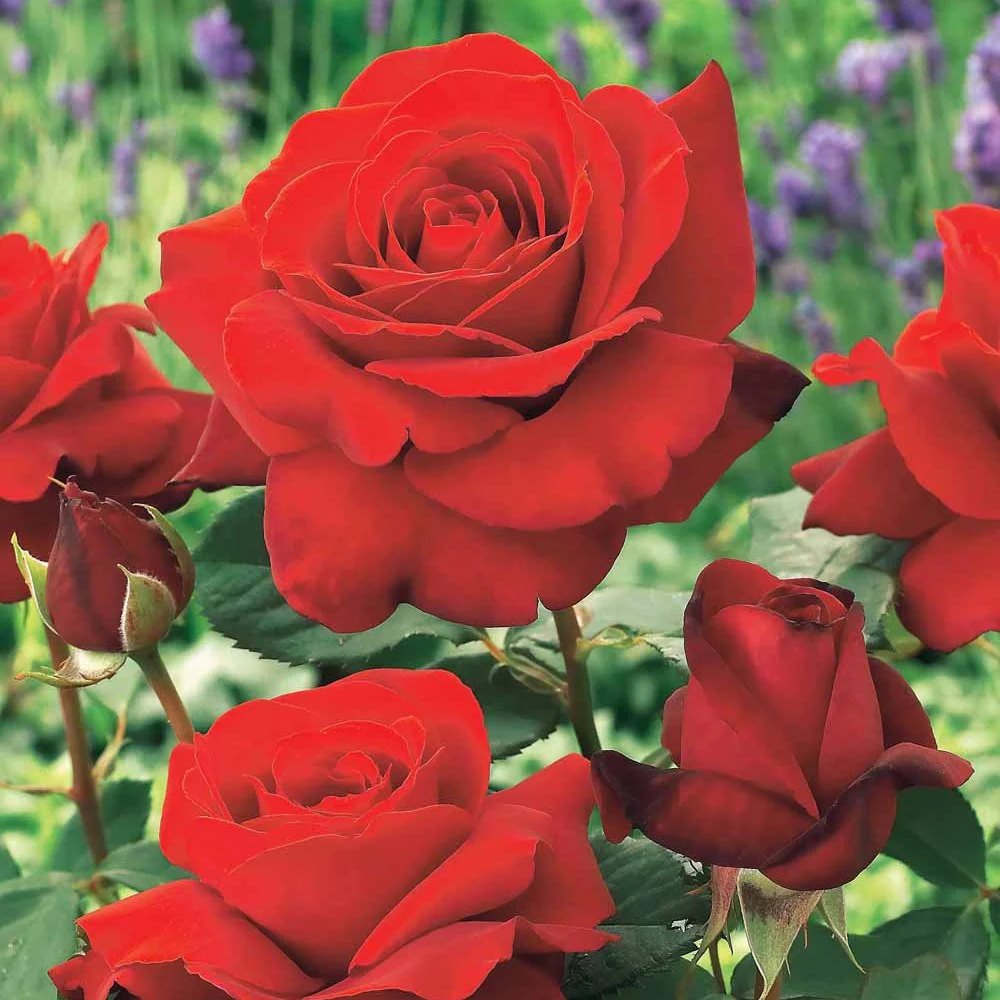 Strauchrose Duftzauber 84 - Image 3