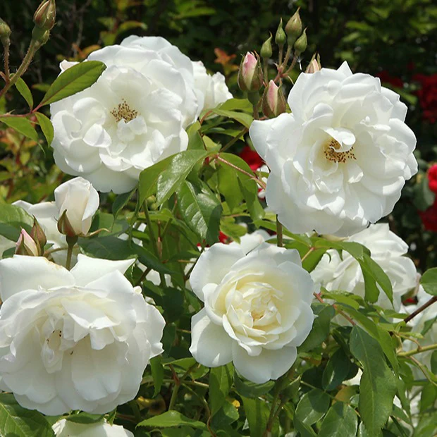 Strauchrose Helga