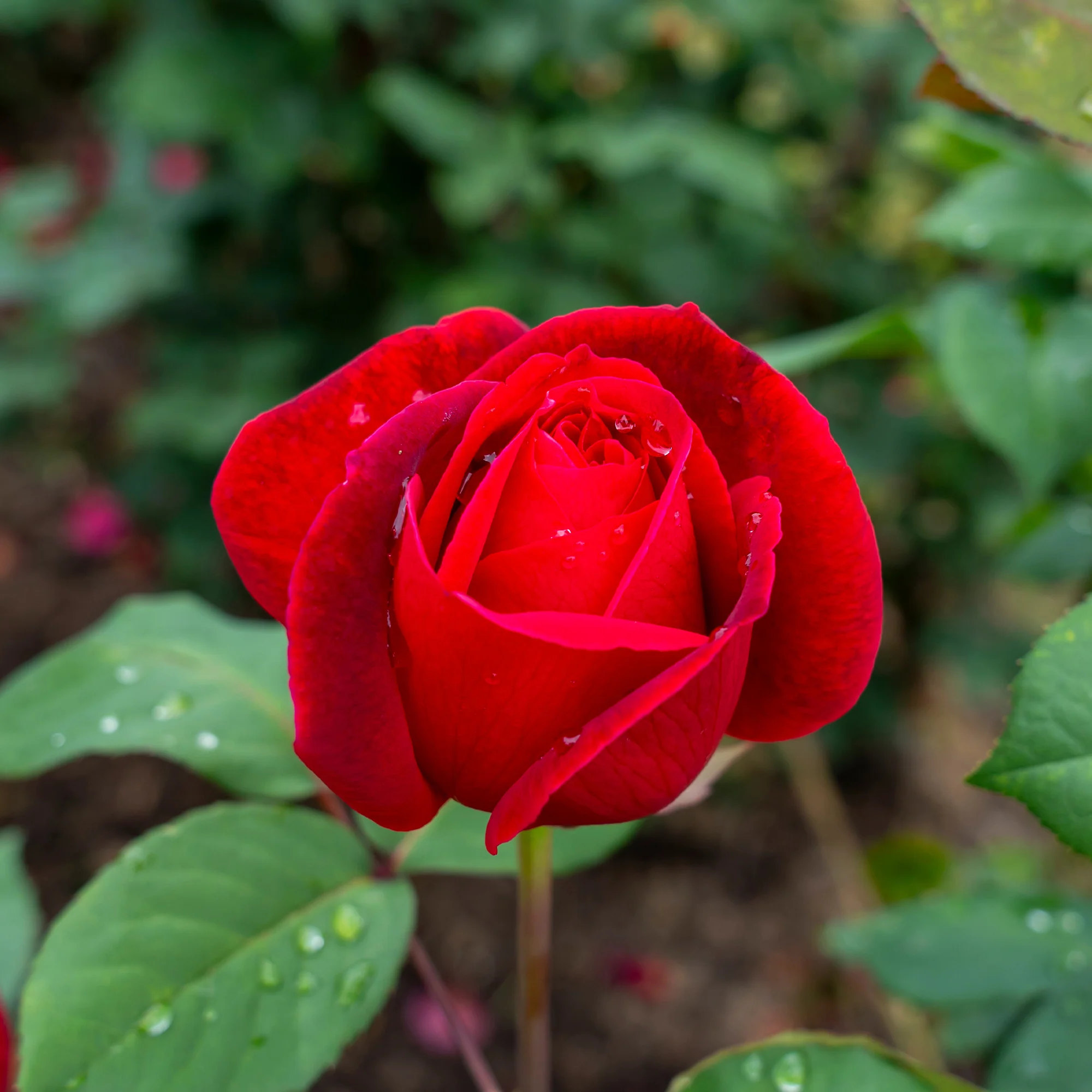 Strauchrose Mr. Lincoln - Image 2