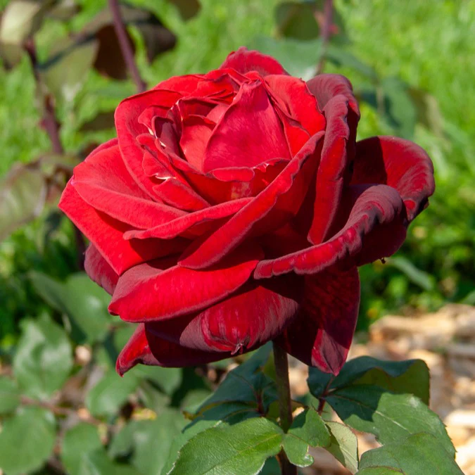 Strauchrose Mr. Lincoln - Image 3