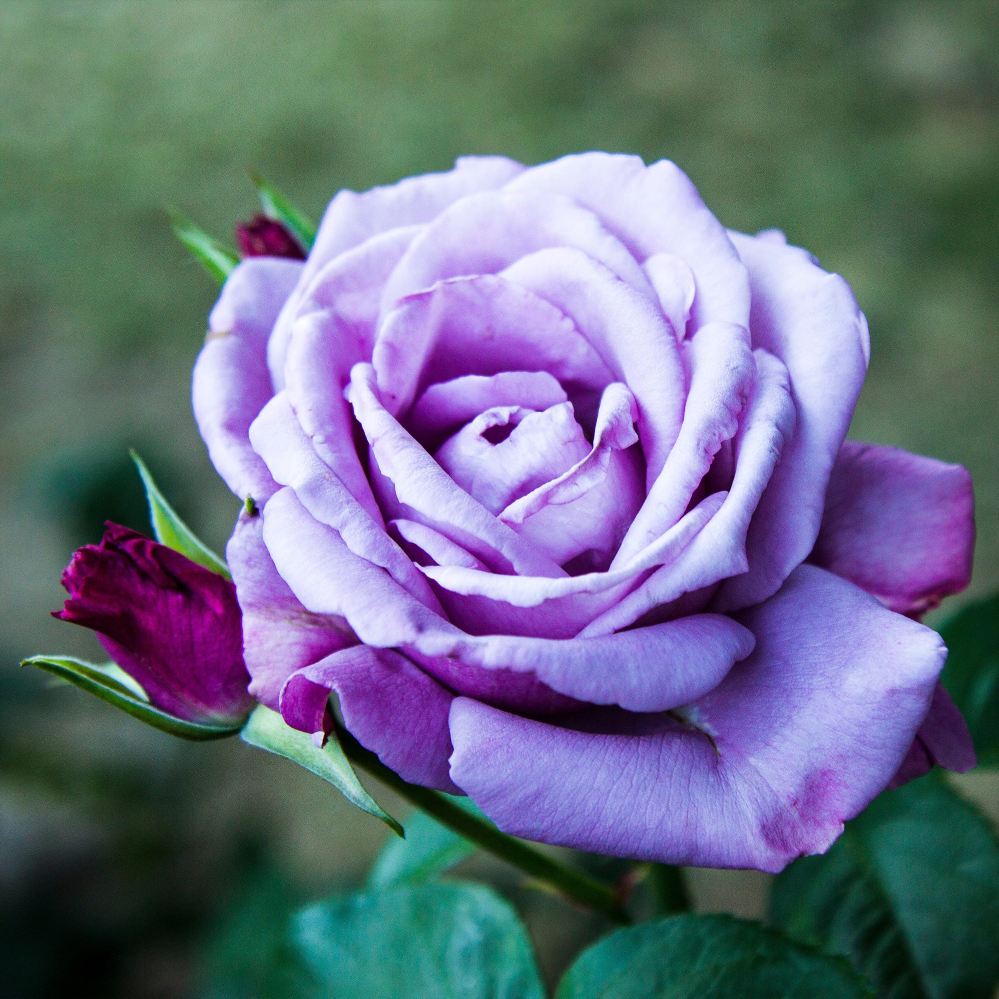 Strauchrose violett - Image 3