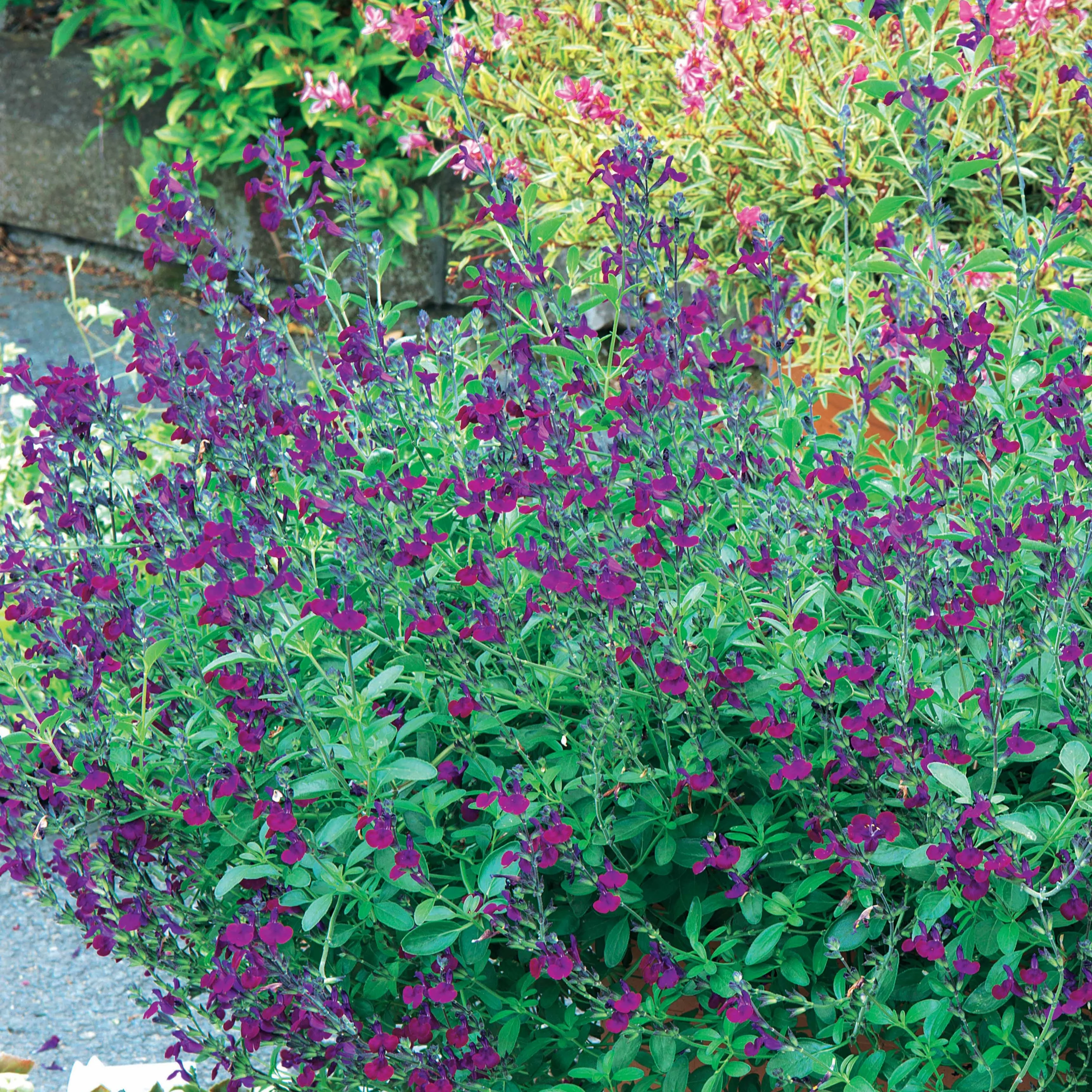 Strauchsalbei ‘Violette de Loire®’ - Image 3