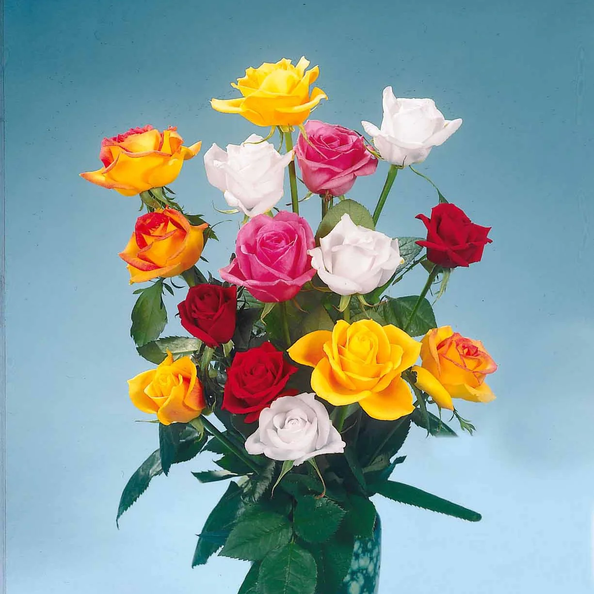 Straußrosen-Kollektion (x5)