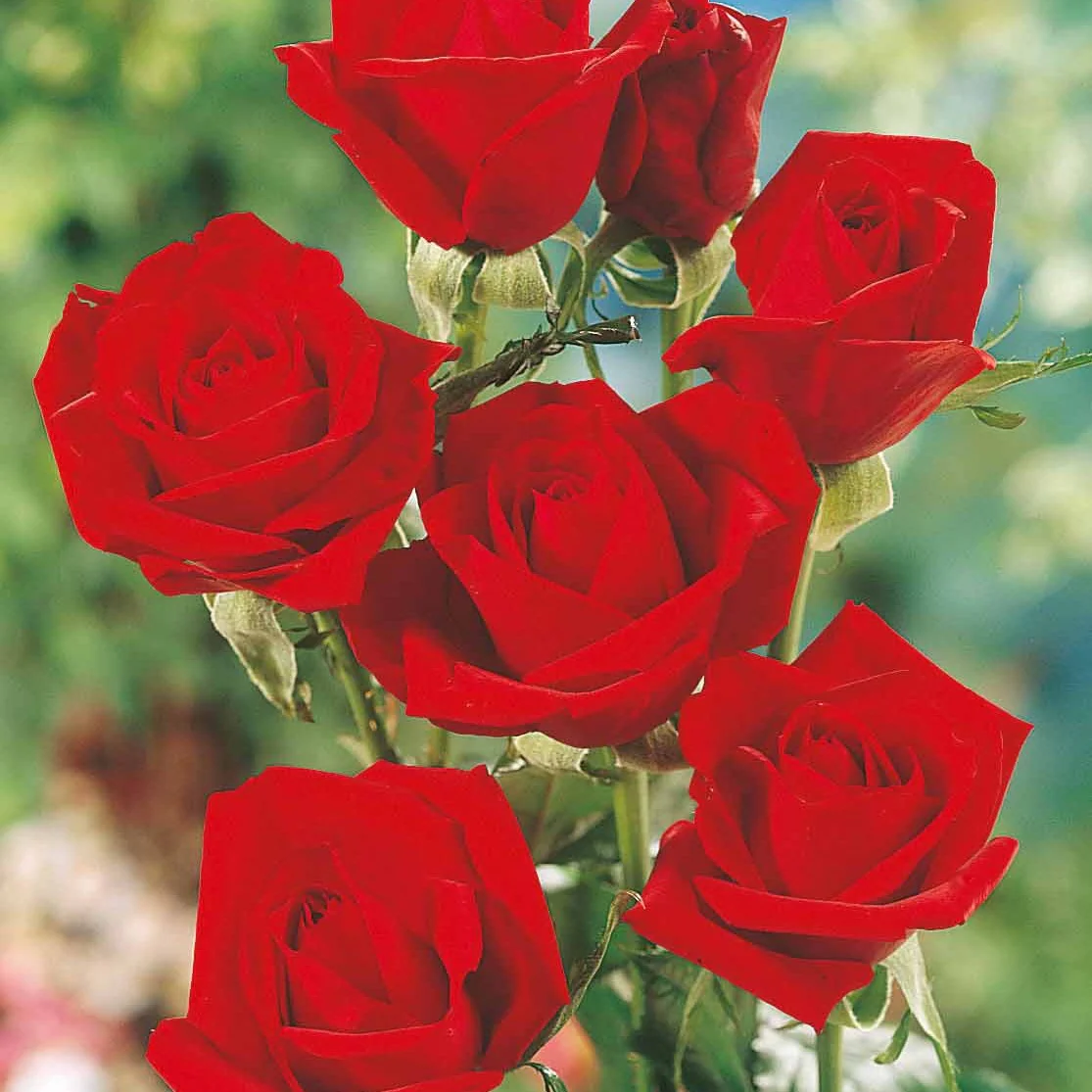 Straußrosen-Kollektion (x5) - Image 2