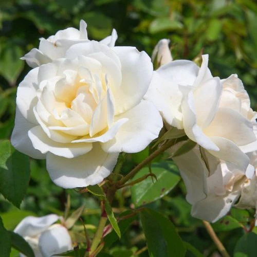 Straußrosen-Kollektion (x5) - Image 3
