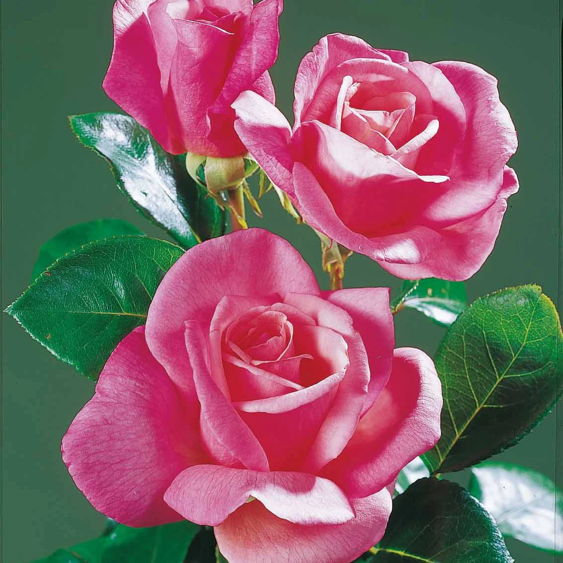 Straußrosen-Kollektion (x5) - Image 5