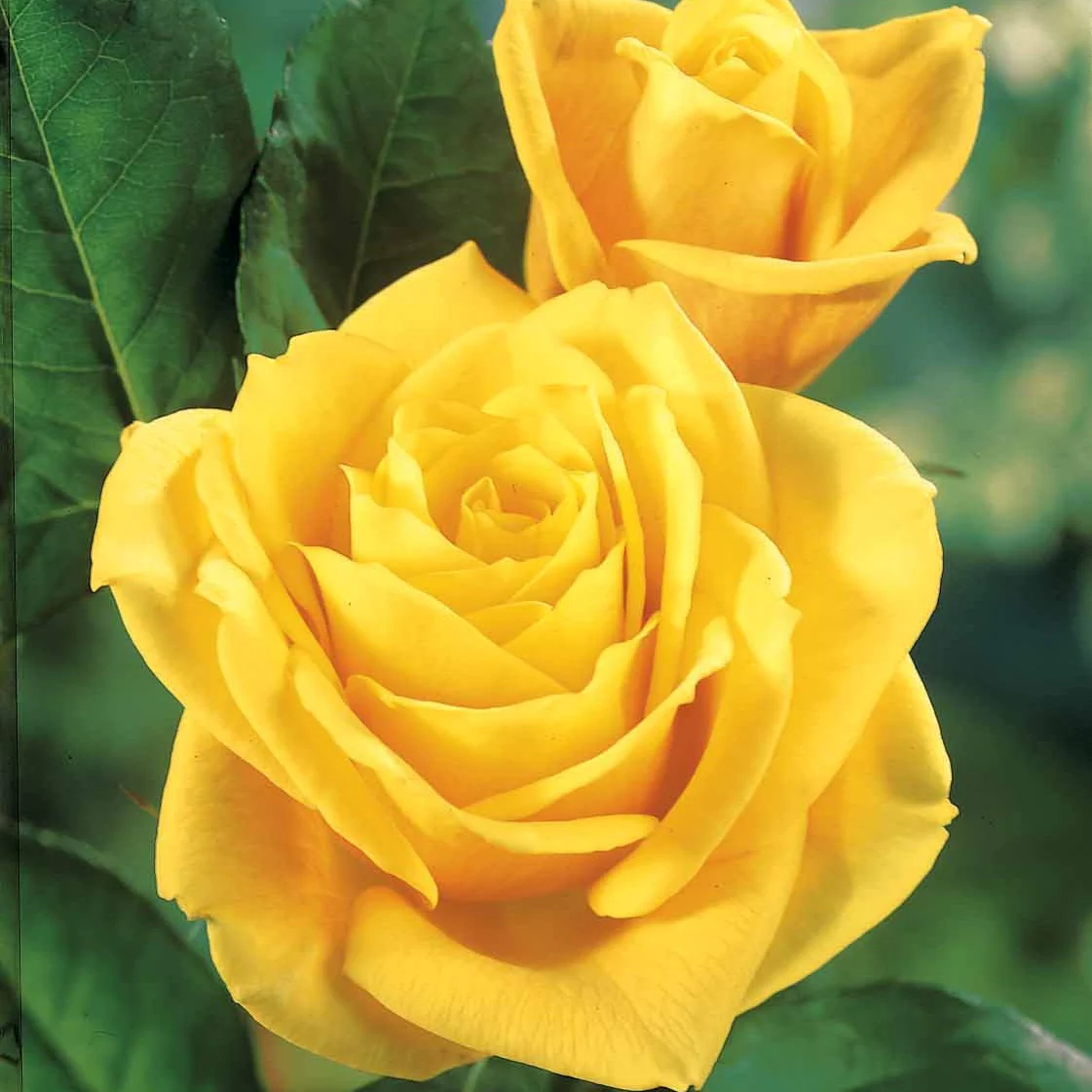 Straußrosen-Kollektion (x5) - Image 6