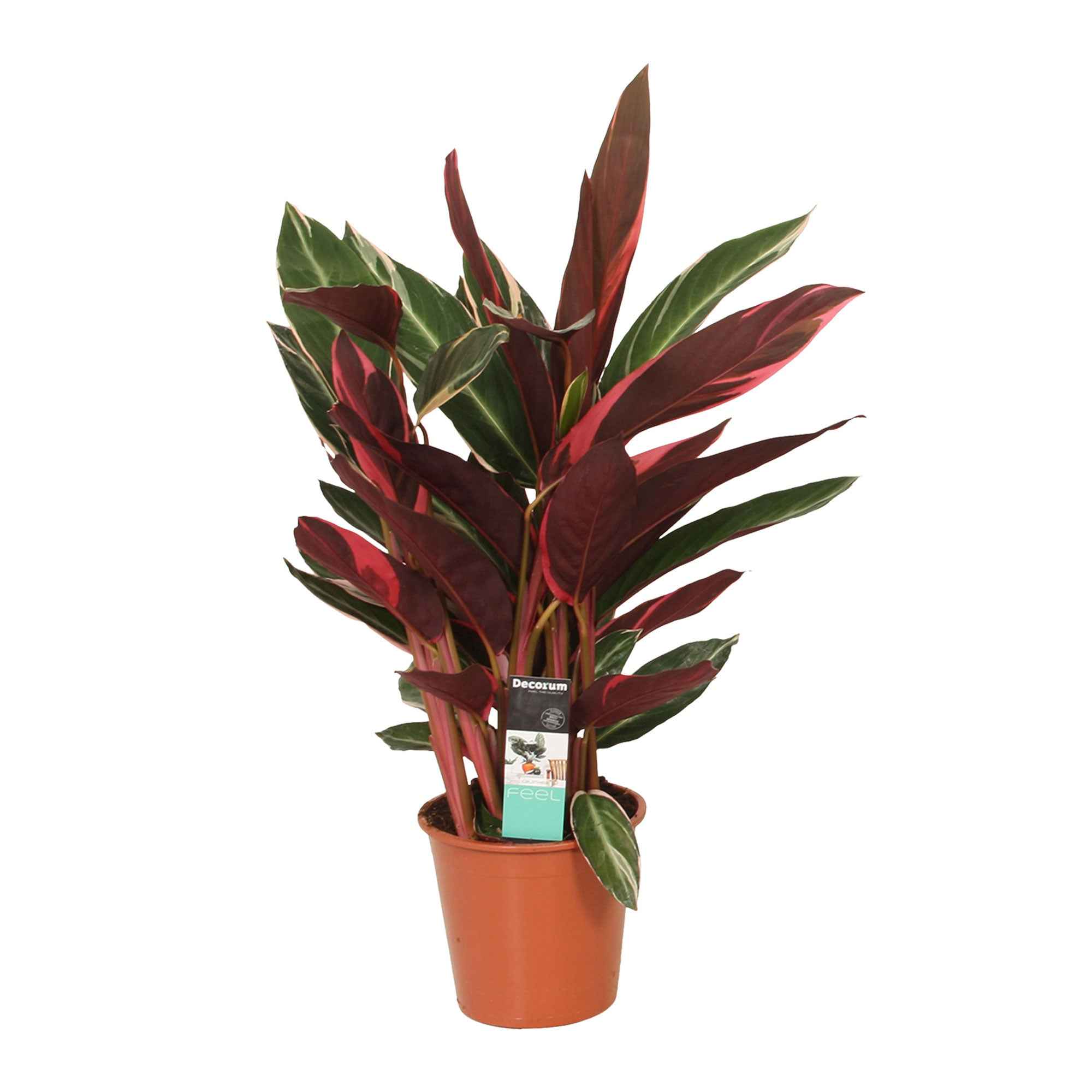 Stromanthe 'Triostar' - Image 3