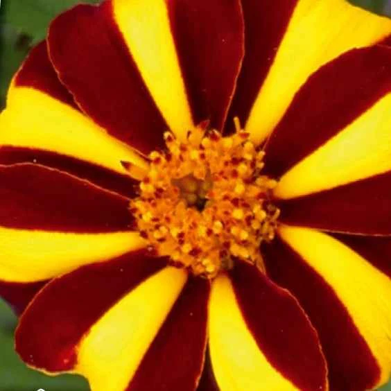 Studentenblume ‘Mr. Majestic’