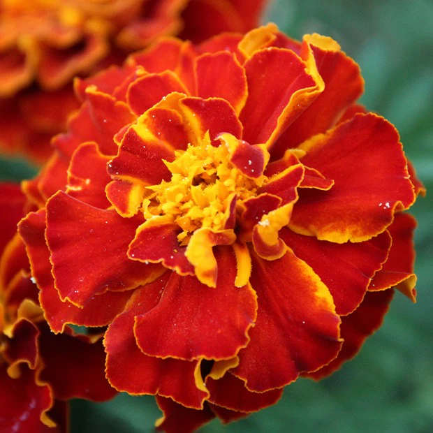 Studentenblume Rusty Red