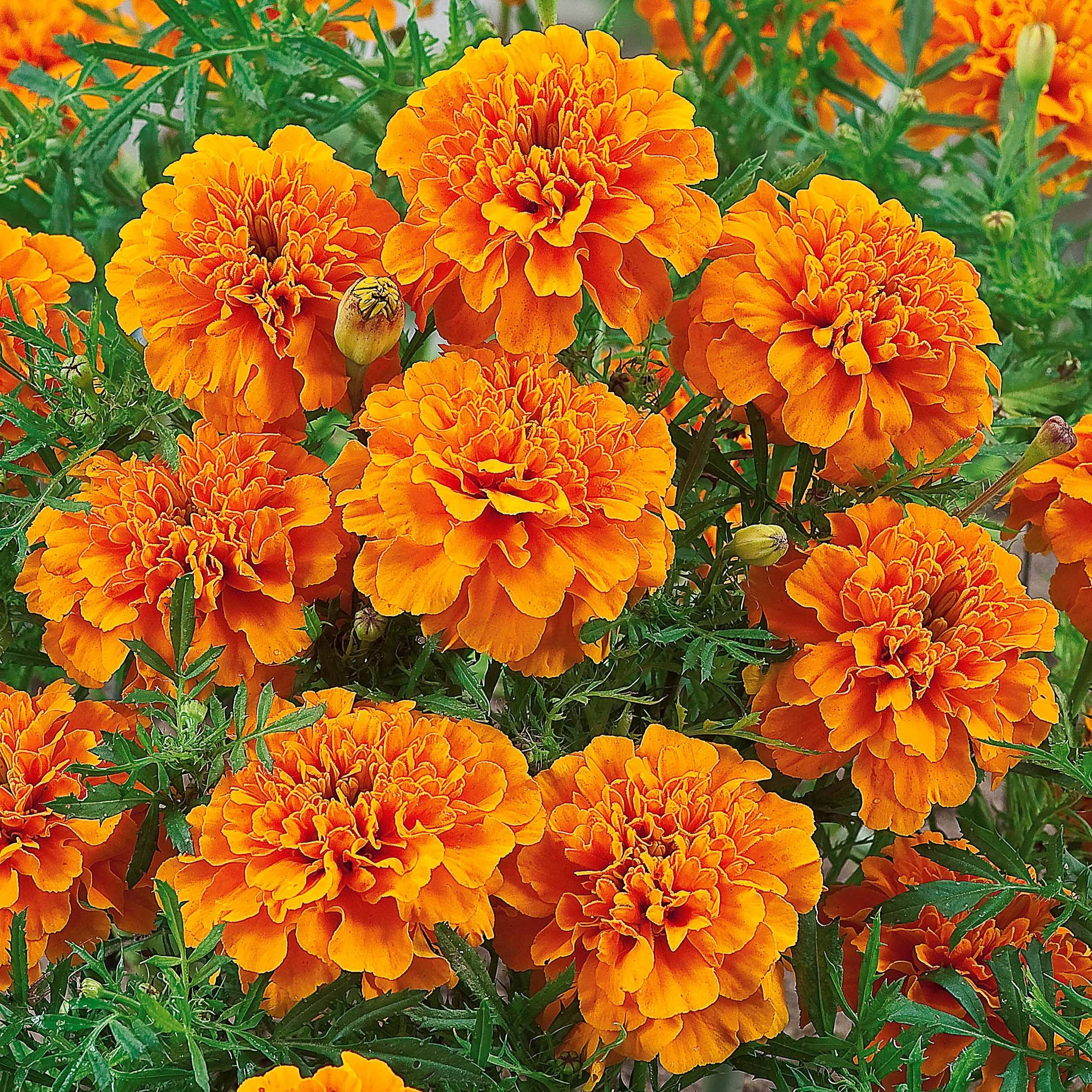 Studentenblume ‘Tangerine’