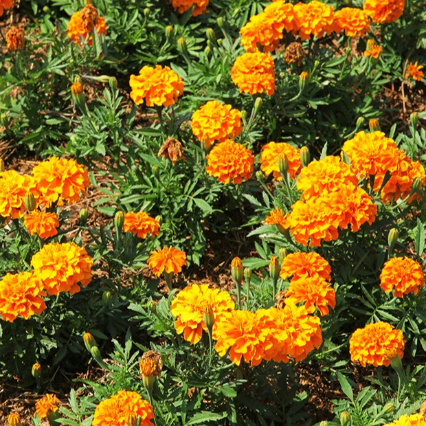 Studentenblume ‘Tangerine’ - Image 2