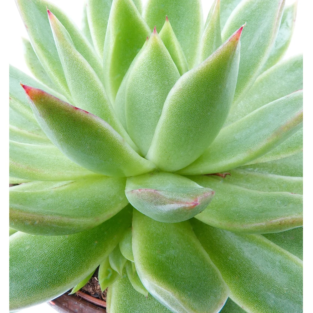 Sukkulente Echeveria agavoides - Image 3