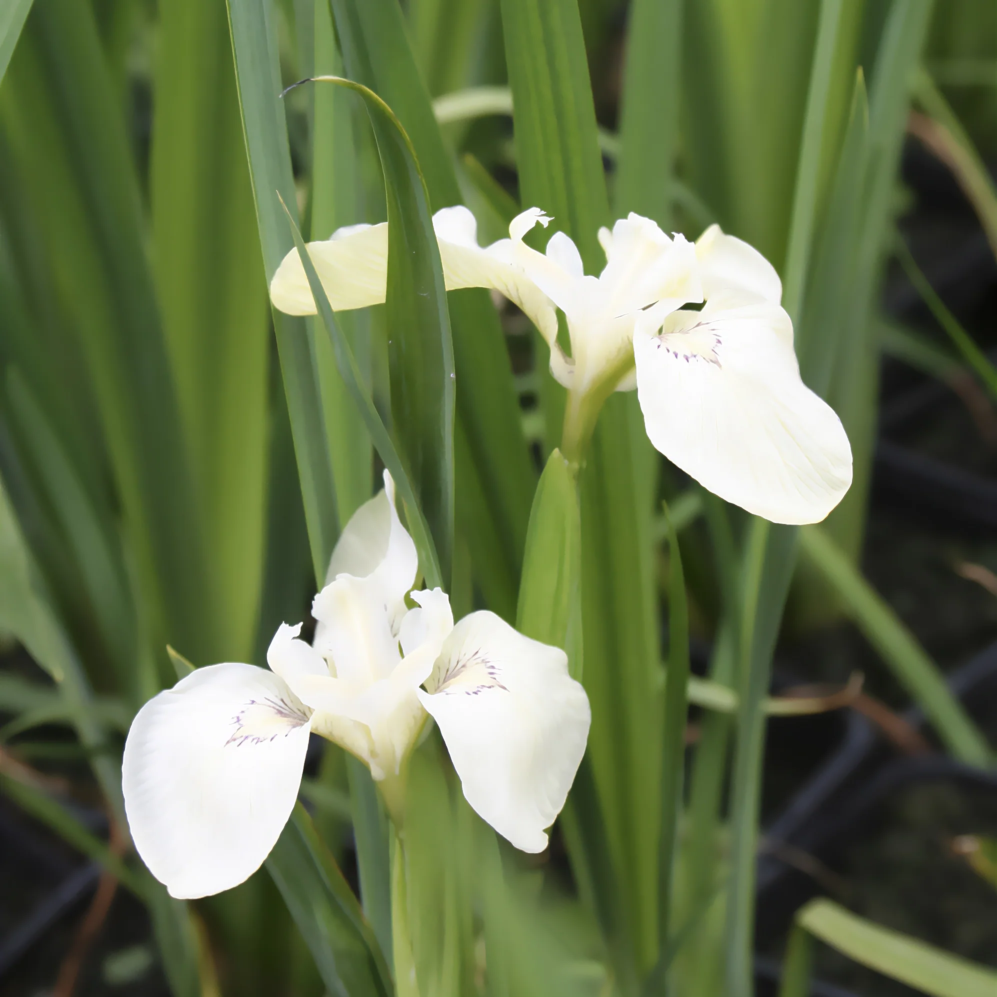 Sumpf-Schwertlilie ‘Alba’ - Image 3