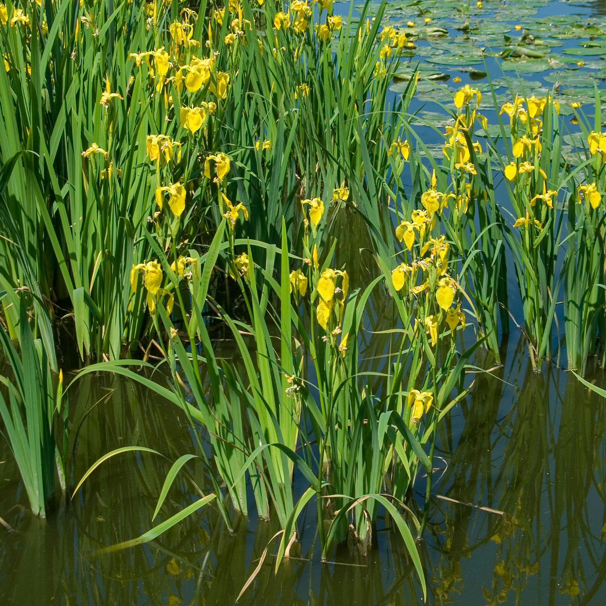Sumpfschwertlilie - Image 3