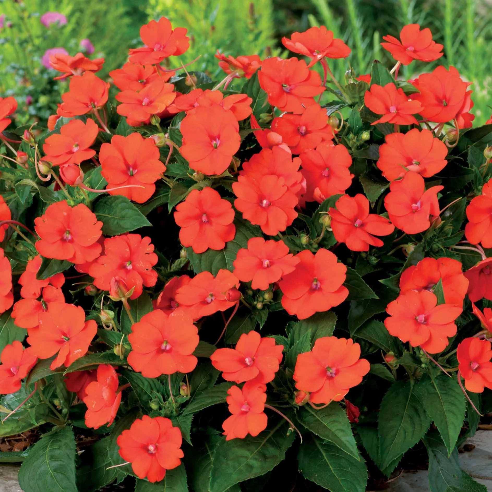 Sunpatiens orange (x3)
