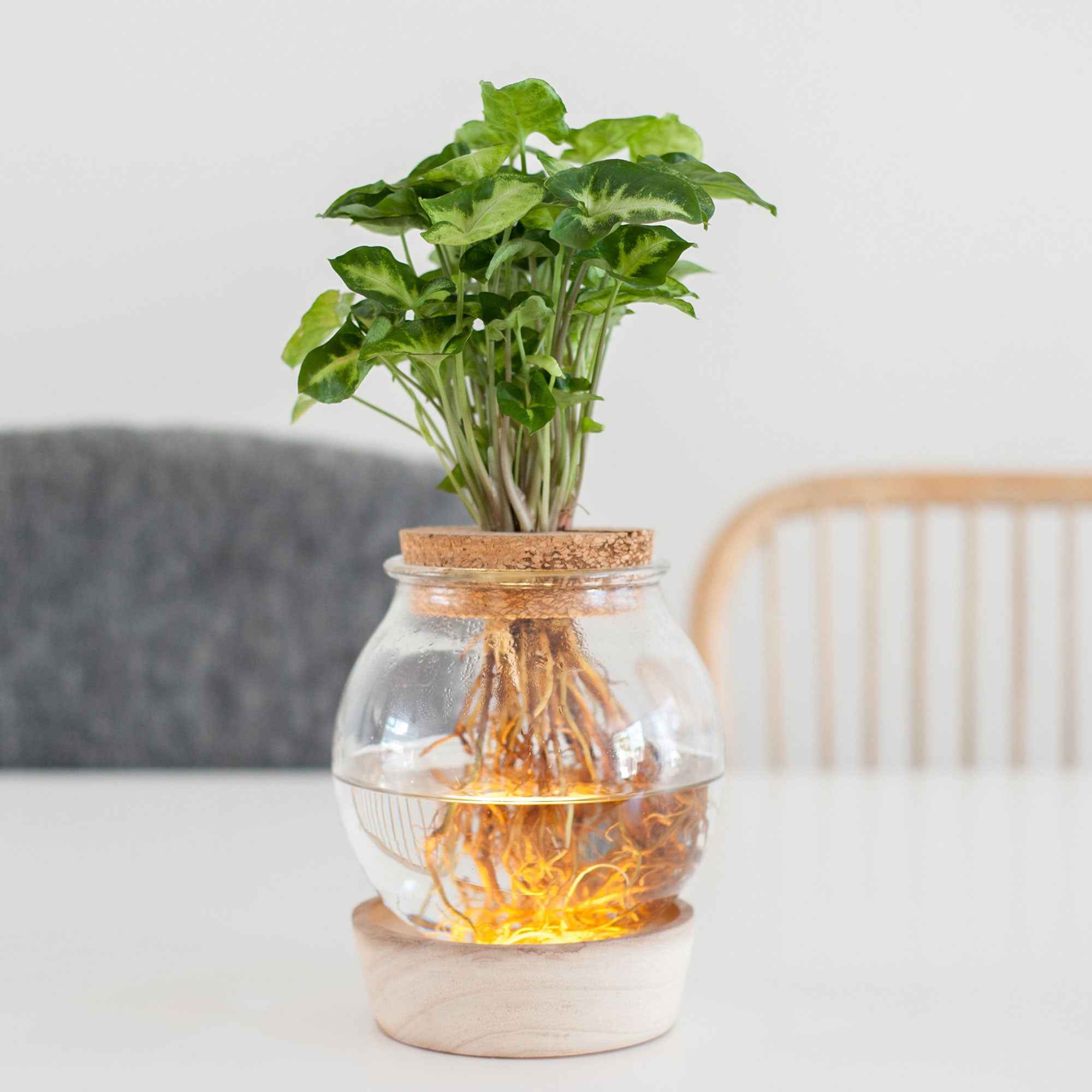 Syngonium im Kugelglas mit LED-Beleuchtung - Hydroponik