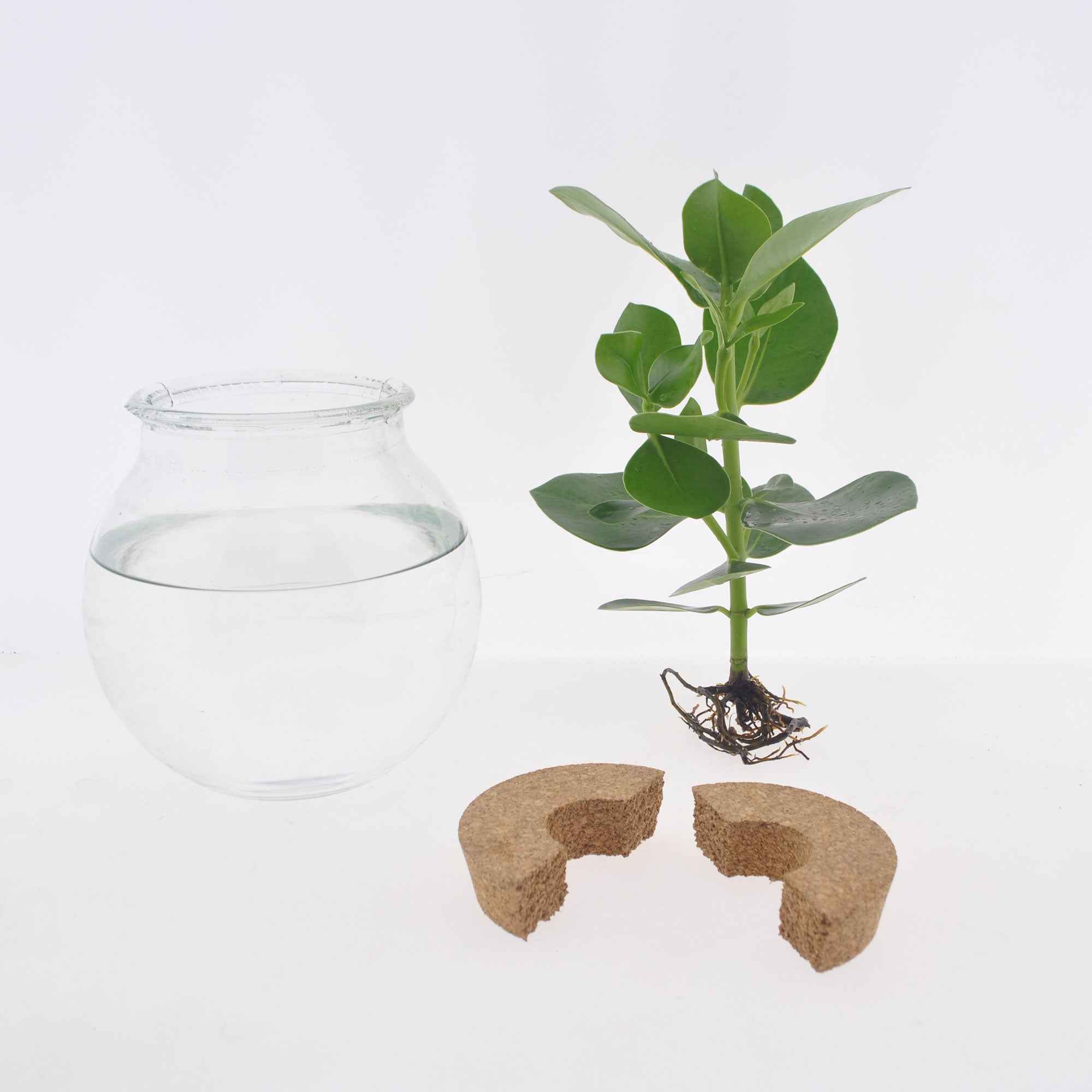 Syngonium im Kugelglas mit LED-Beleuchtung - Hydroponik - Image 2