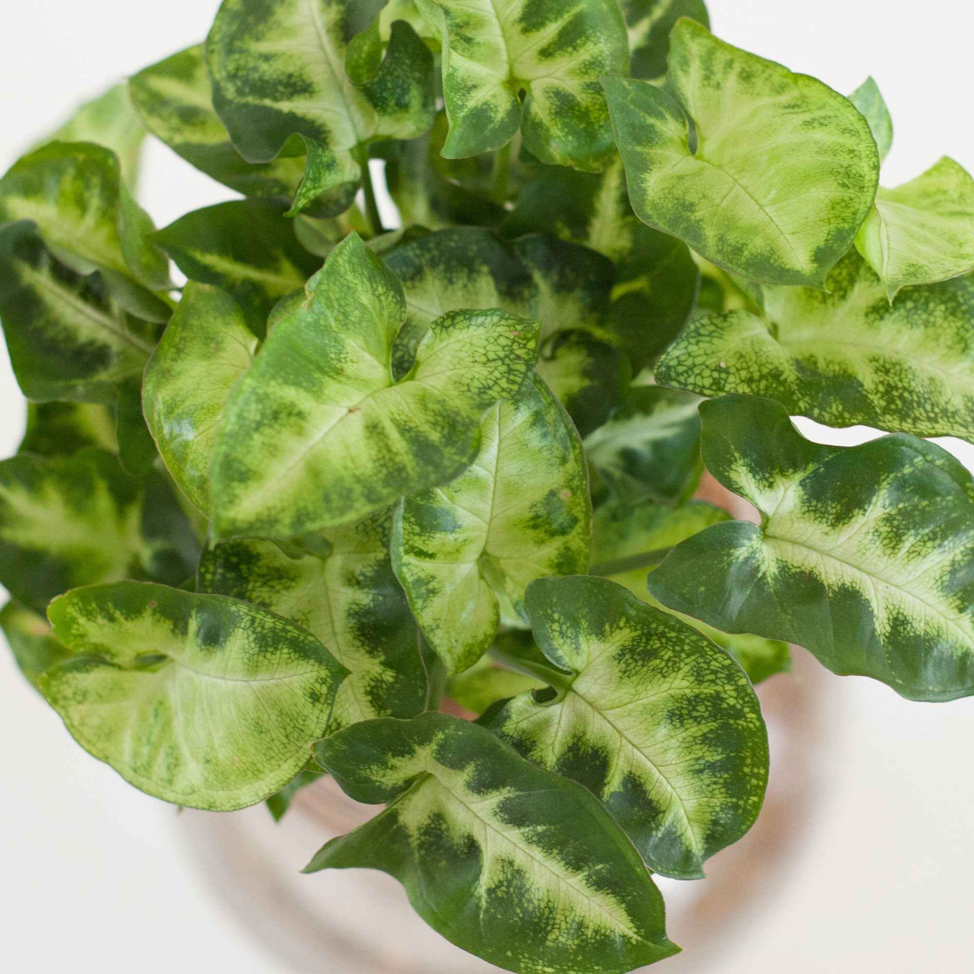 Syngonium im Kugelglas mit LED-Beleuchtung - Hydroponik - Image 3