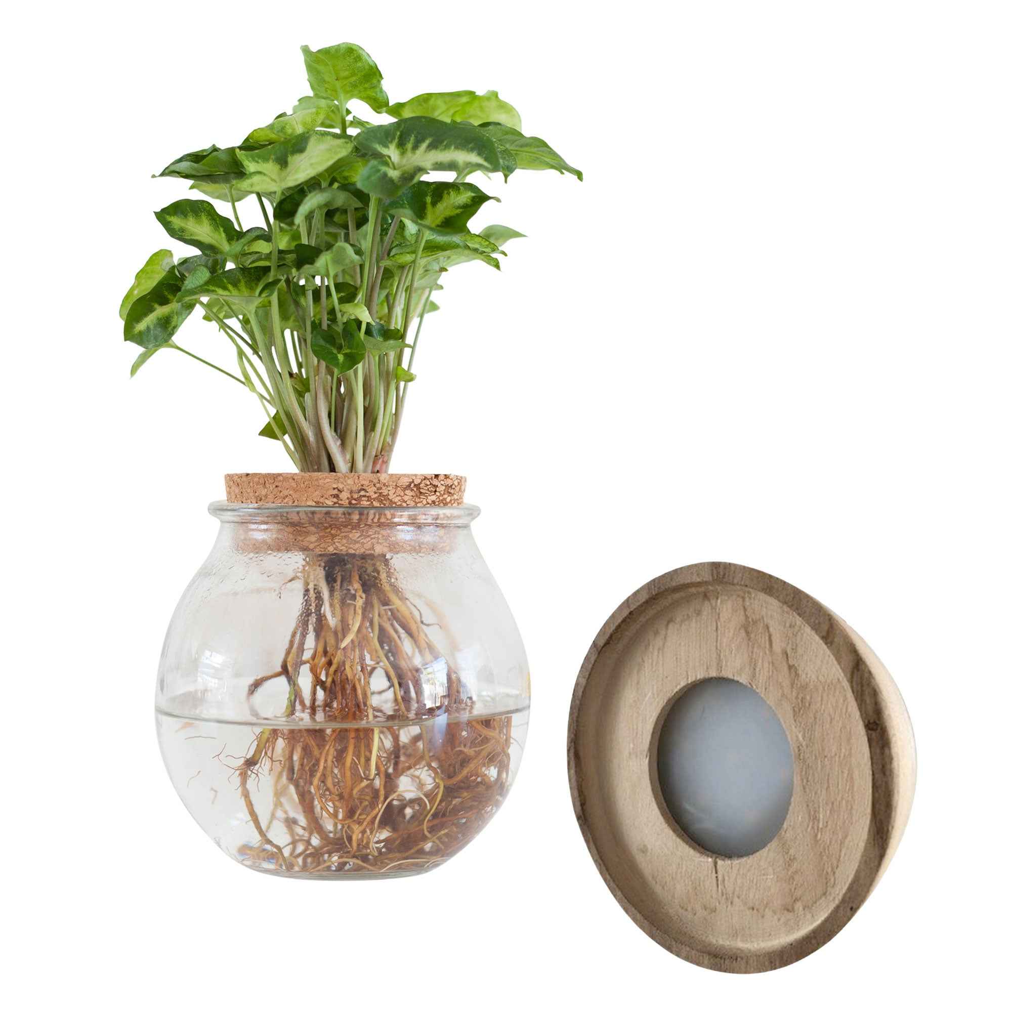 Syngonium im Kugelglas mit LED-Beleuchtung - Hydroponik - Image 5