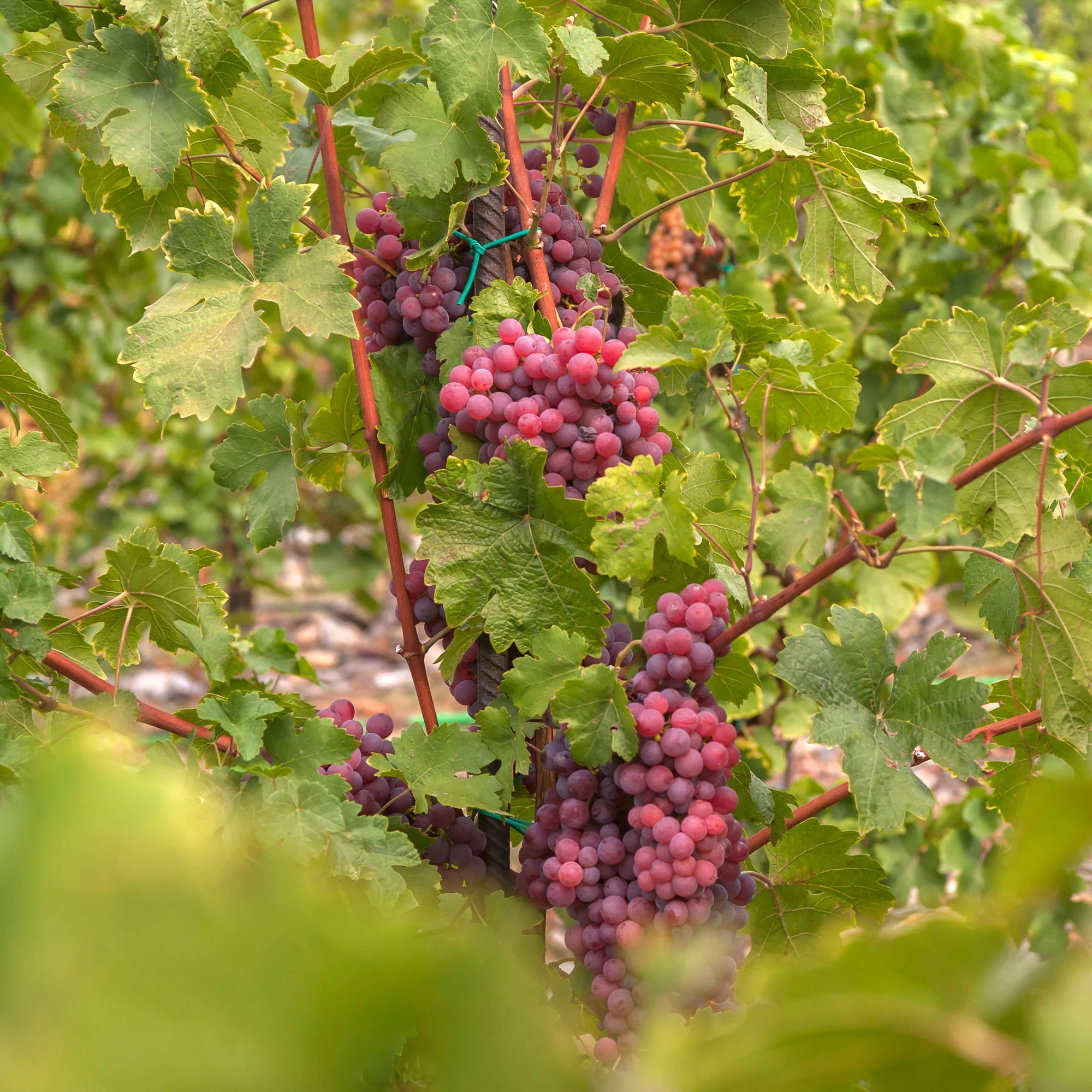 Tafeltraube ‘Chasselas Rose’ - Image 2