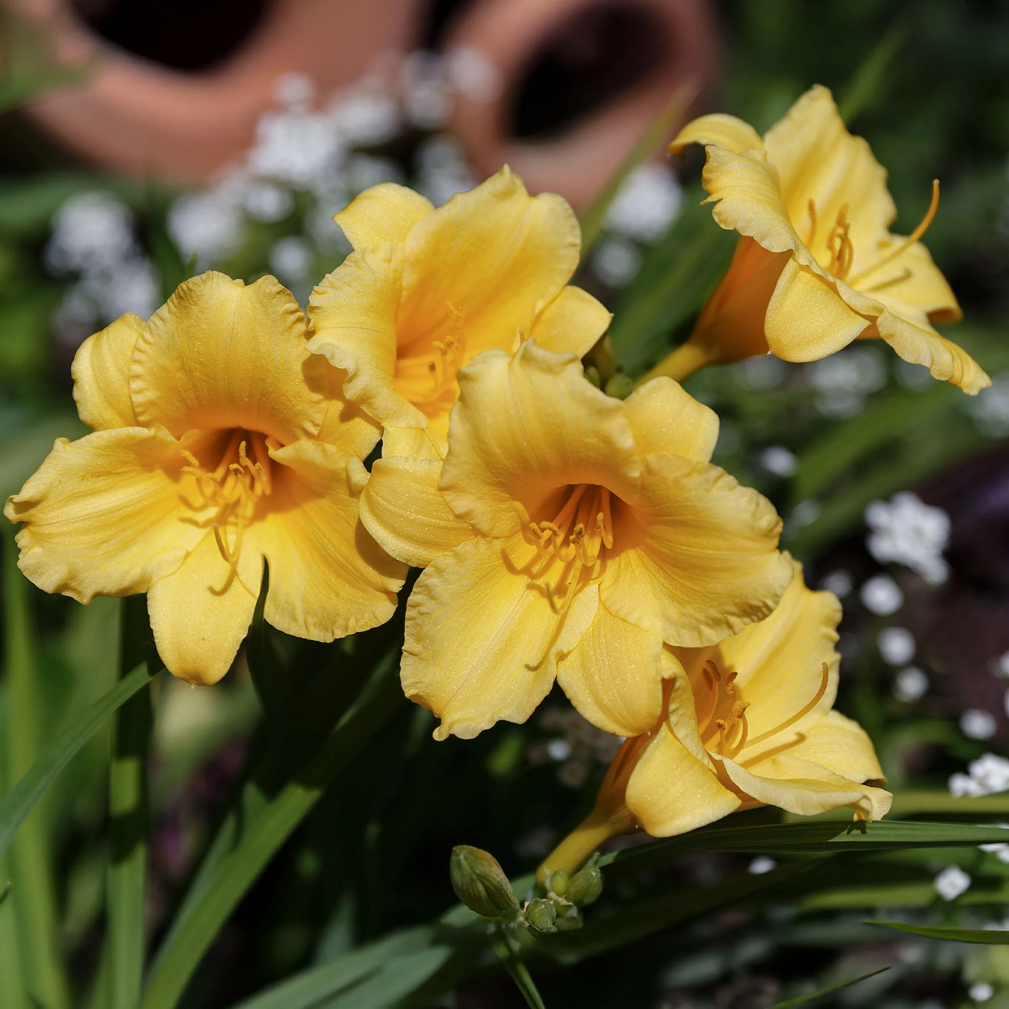 Taglilie ‘Stella de Oro’