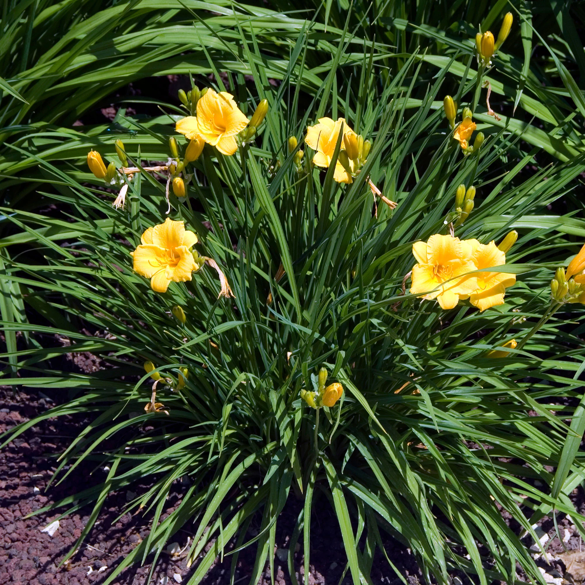 Taglilie ‘Stella de Oro’ - Image 2