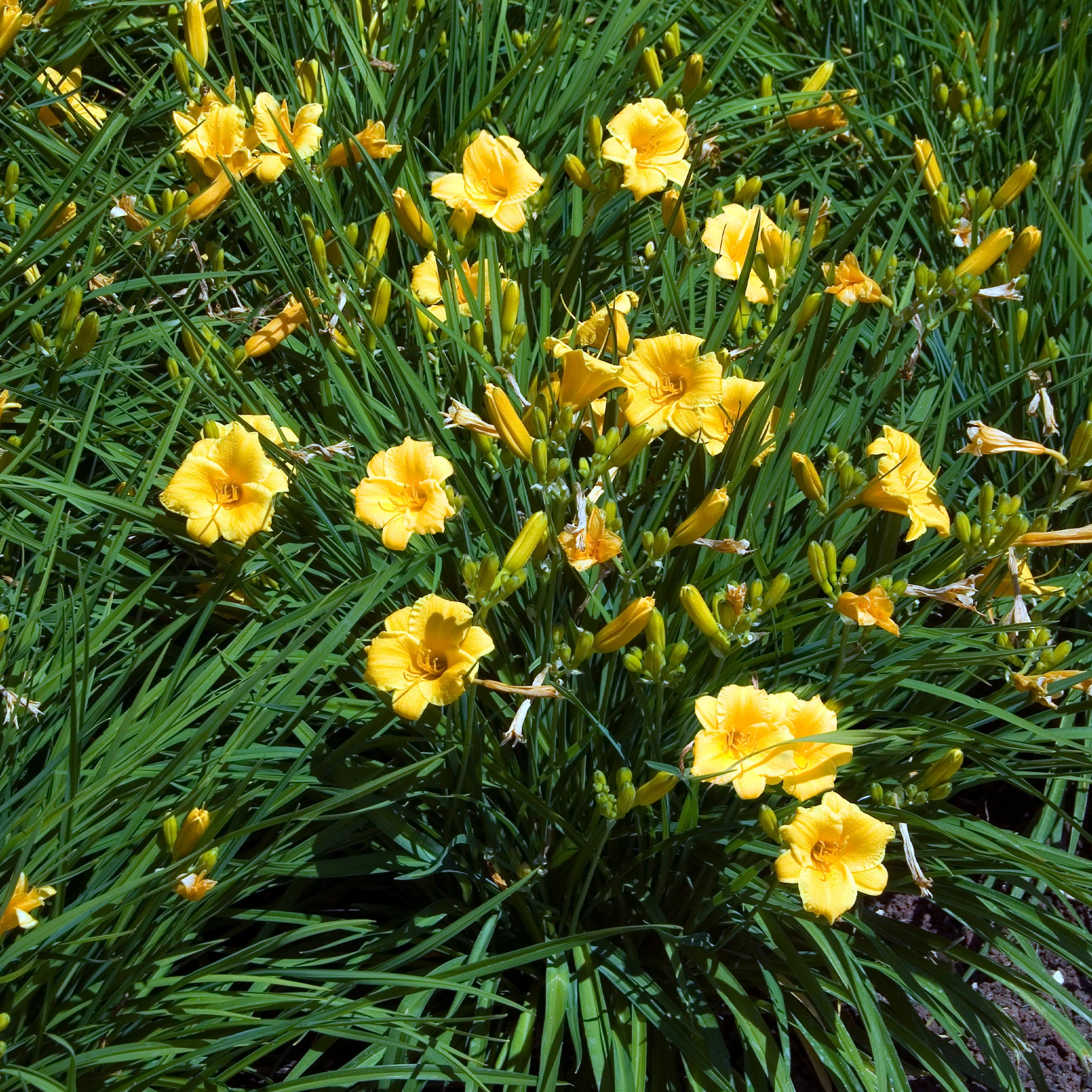 Taglilie ‘Stella de Oro’ - Image 3