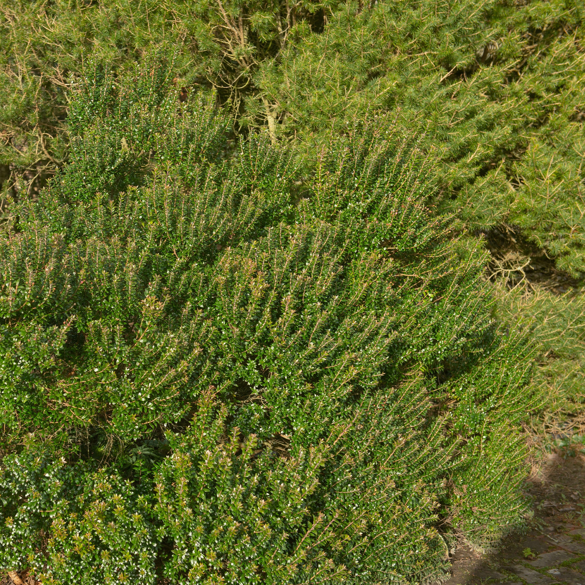Tarent-Myrte - Image 3