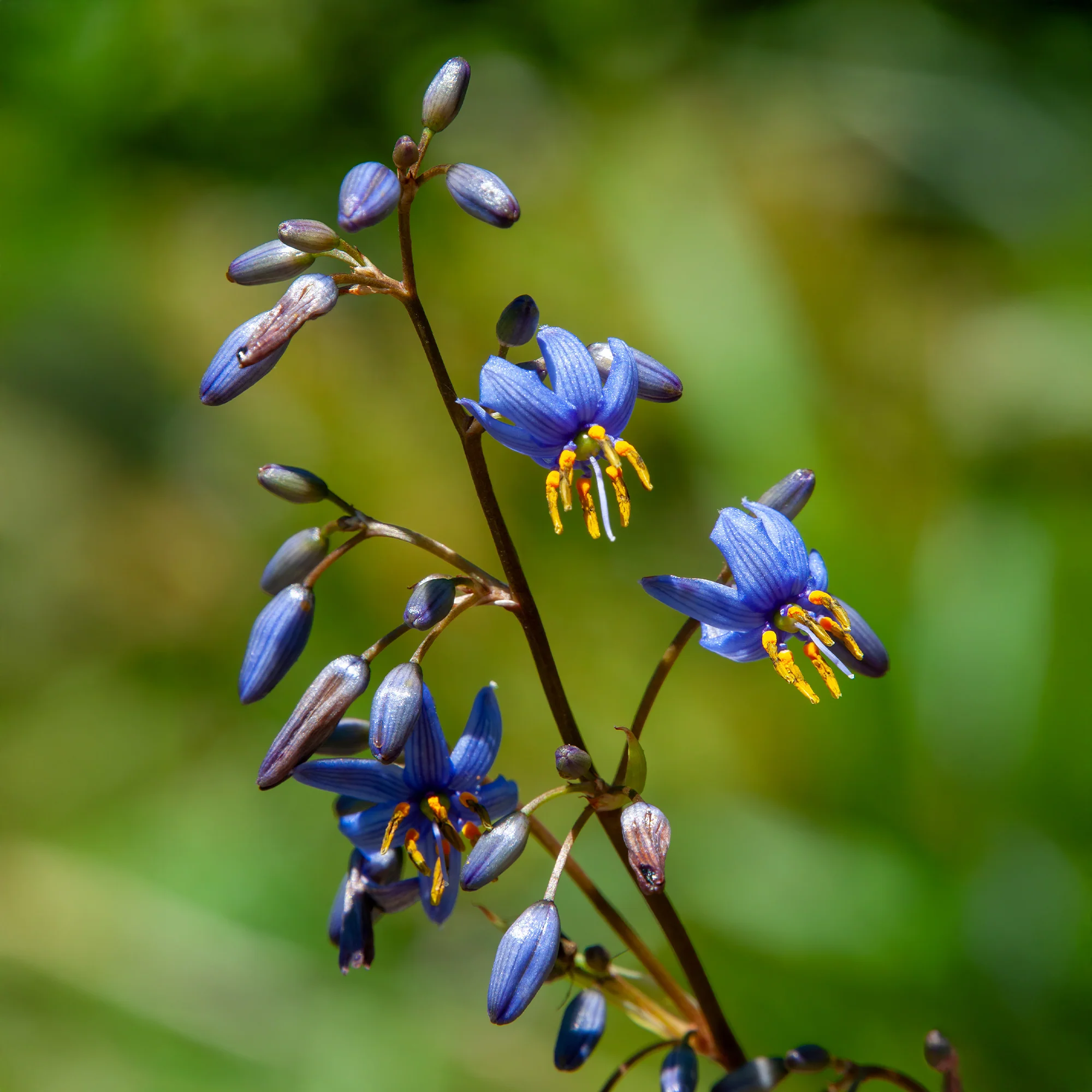 Tasmanische Flachslilie ‘Little Rev’®