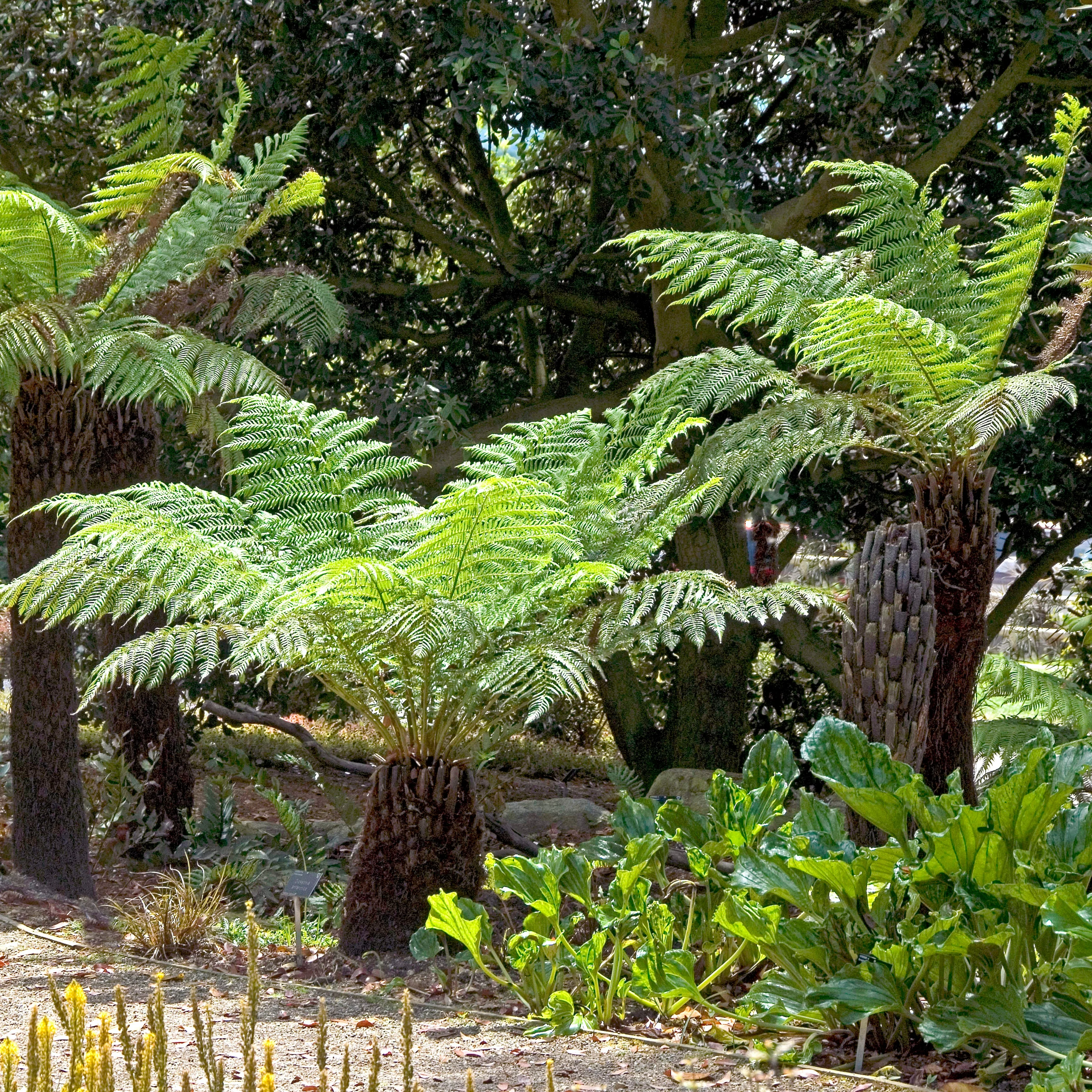 Tasmanischer Baumfarn - Image 3