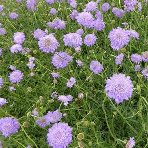 Tauben-Skabiose ‘Butterfly Blue’