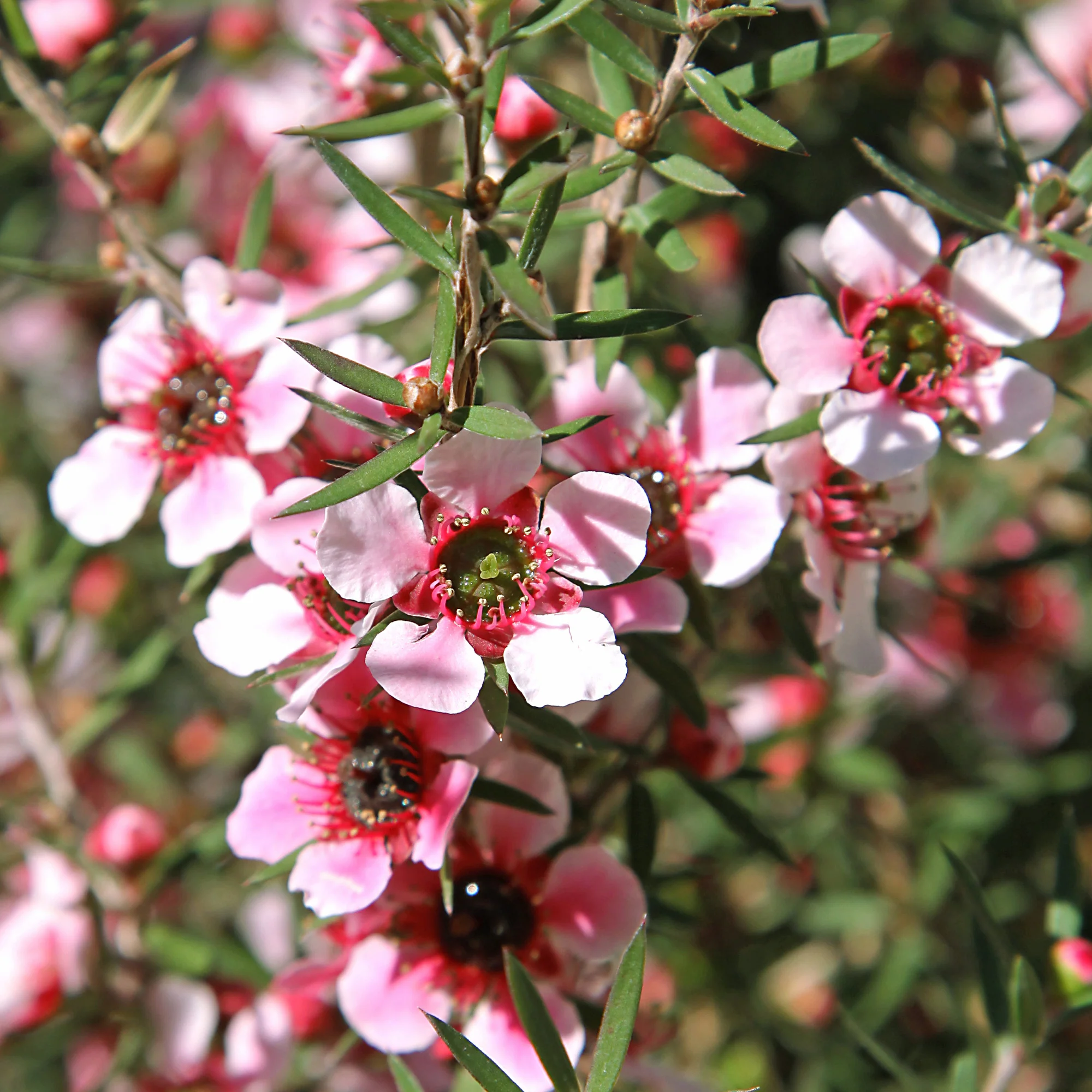 Teebaum 'Martinii'