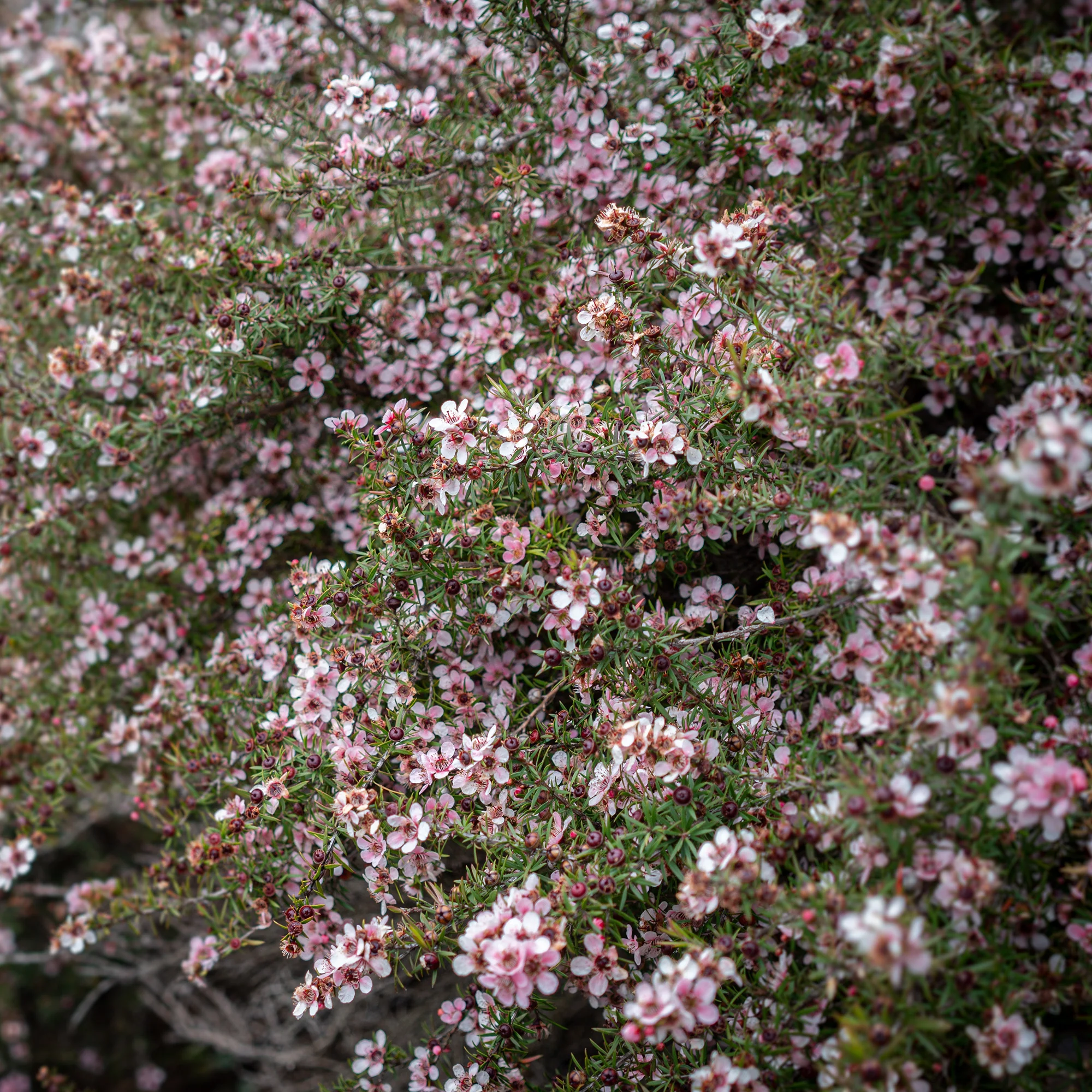 Teebaum 'Martinii' - Image 2