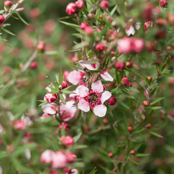 Teebaum 'Martinii' - Image 3