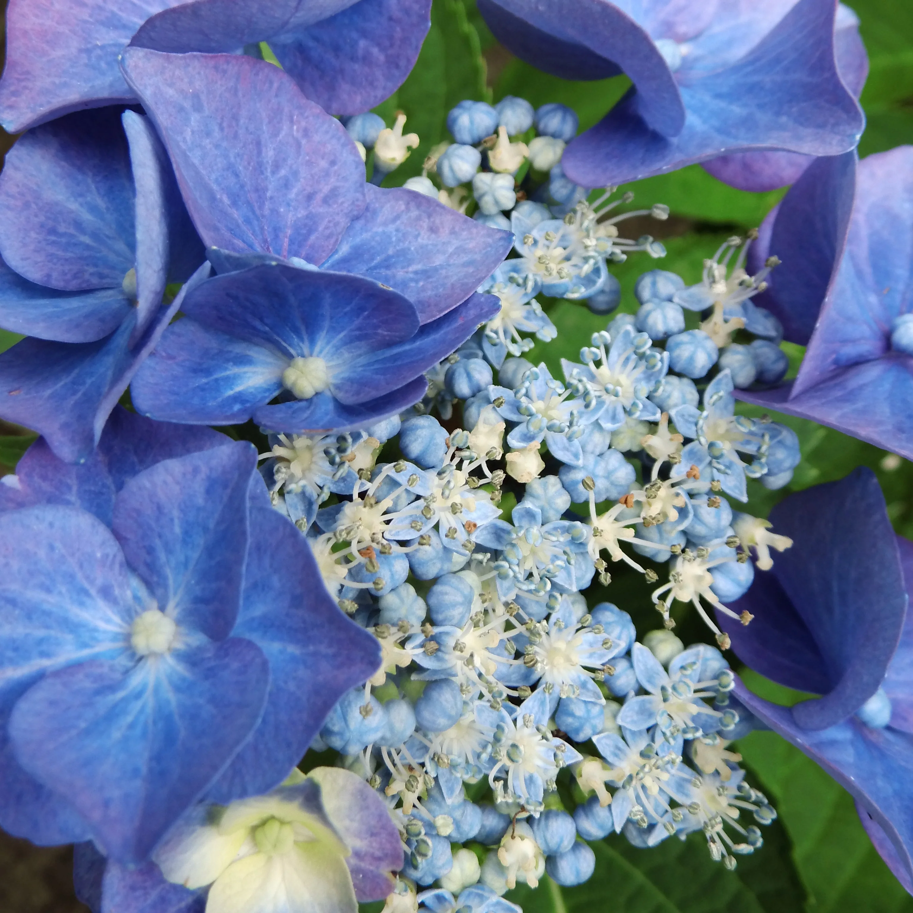 Tellerhortensie blau - Image 3