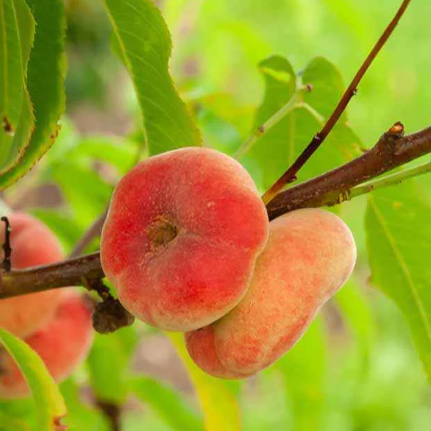 Tellerpfirsich 'Platycarpa'