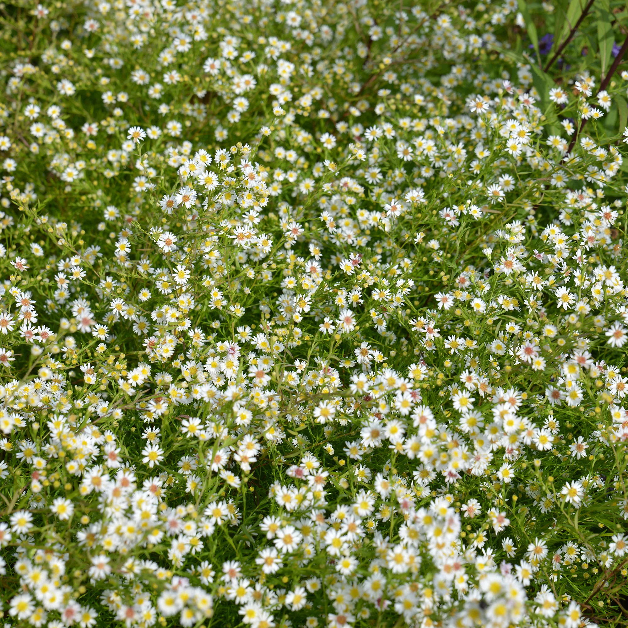 Teppich-Aster 'Snow Flurry' - Image 3