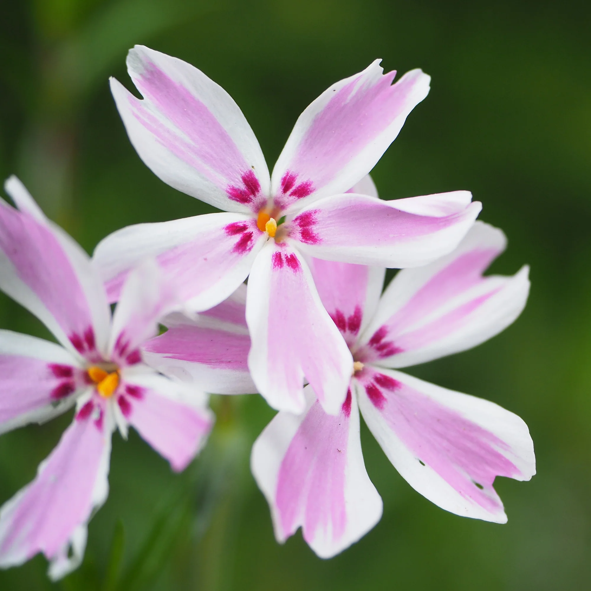 Teppich-Flammenblume 'Candy Stripes' - Image 2